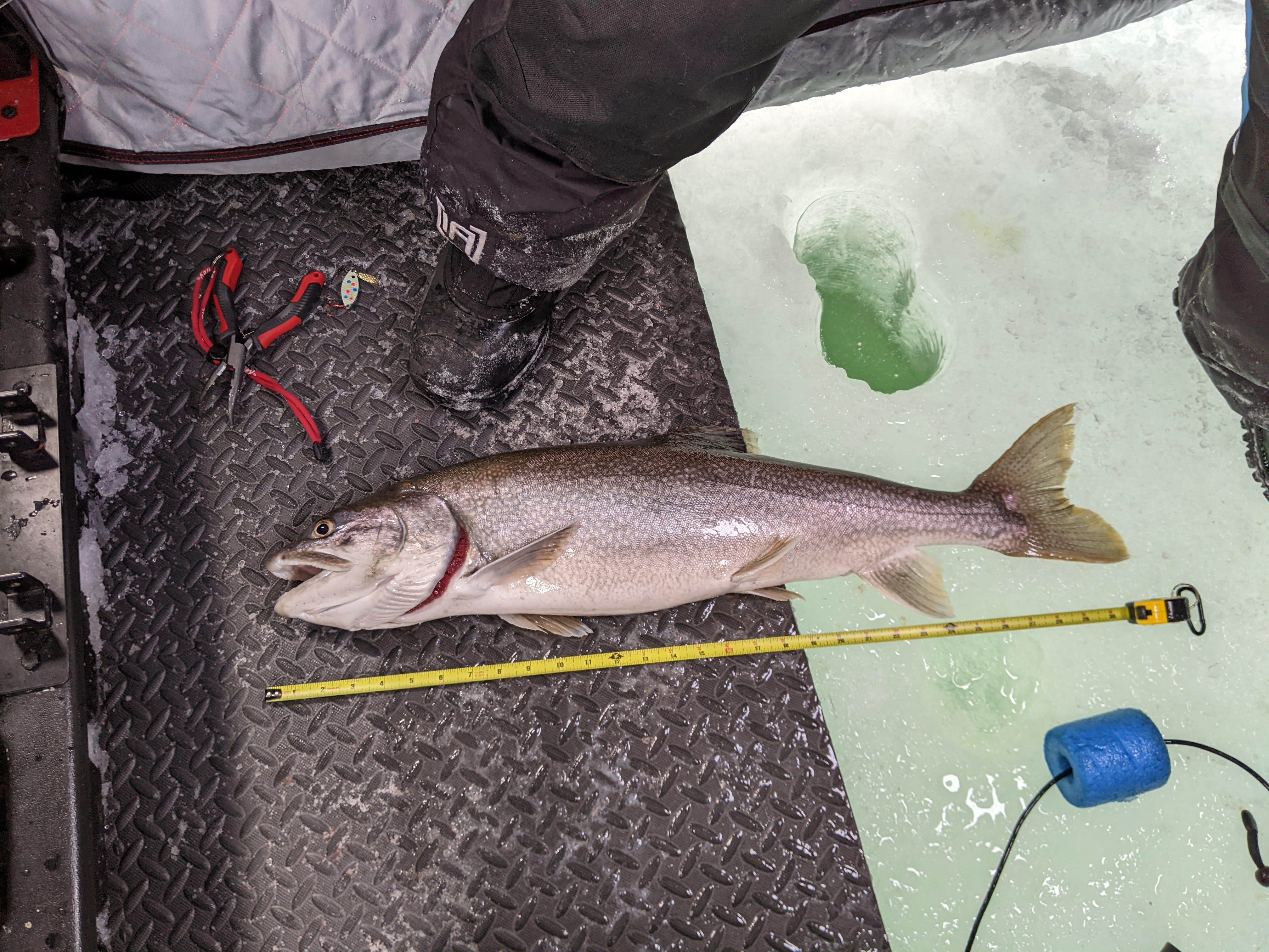 30" Lake Trout on Lake Champlain r/IceFishing
