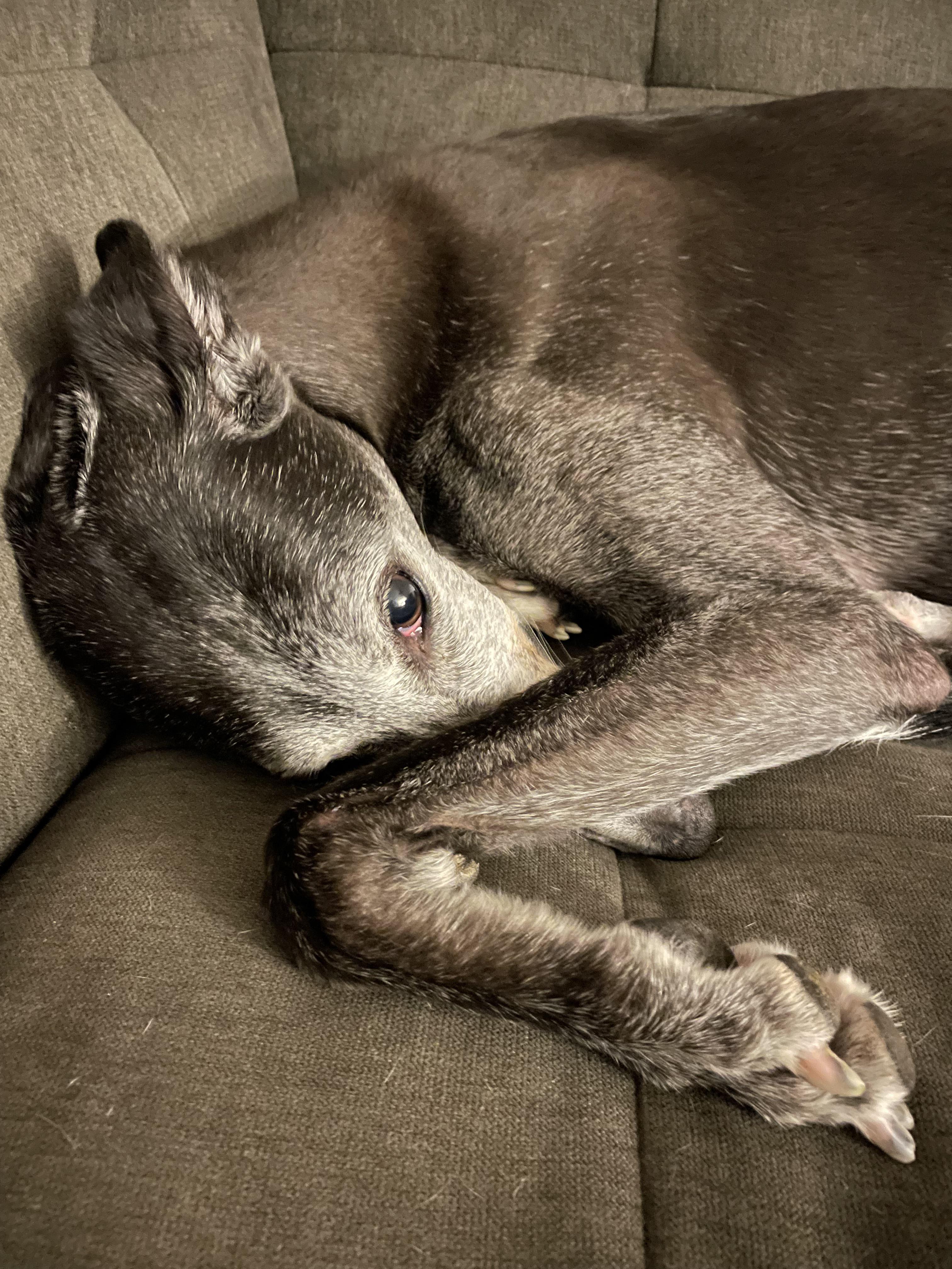 My 40 mph couch potato… r/Greyhounds