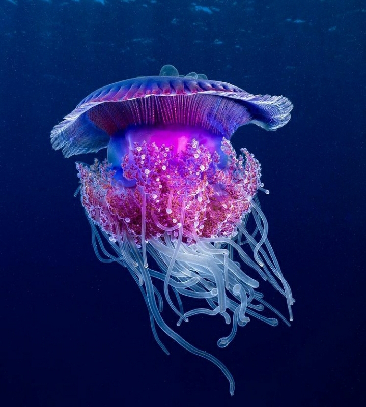 🔥 Cauliflower Jellyfish 🔥 r/NatureIsFuckingLit