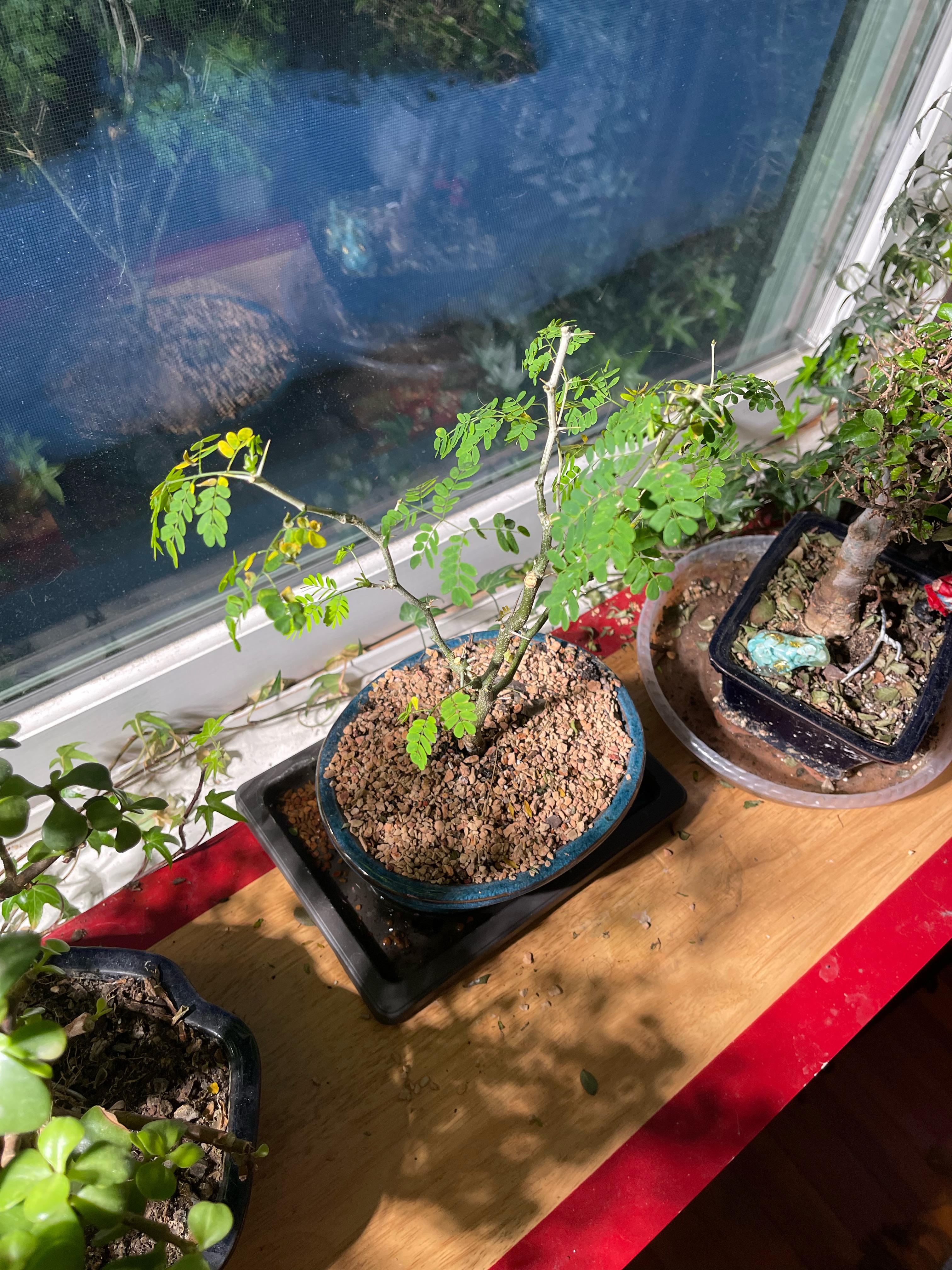 leaves on brazilian rain tree yellowing, suggestions? water/feed