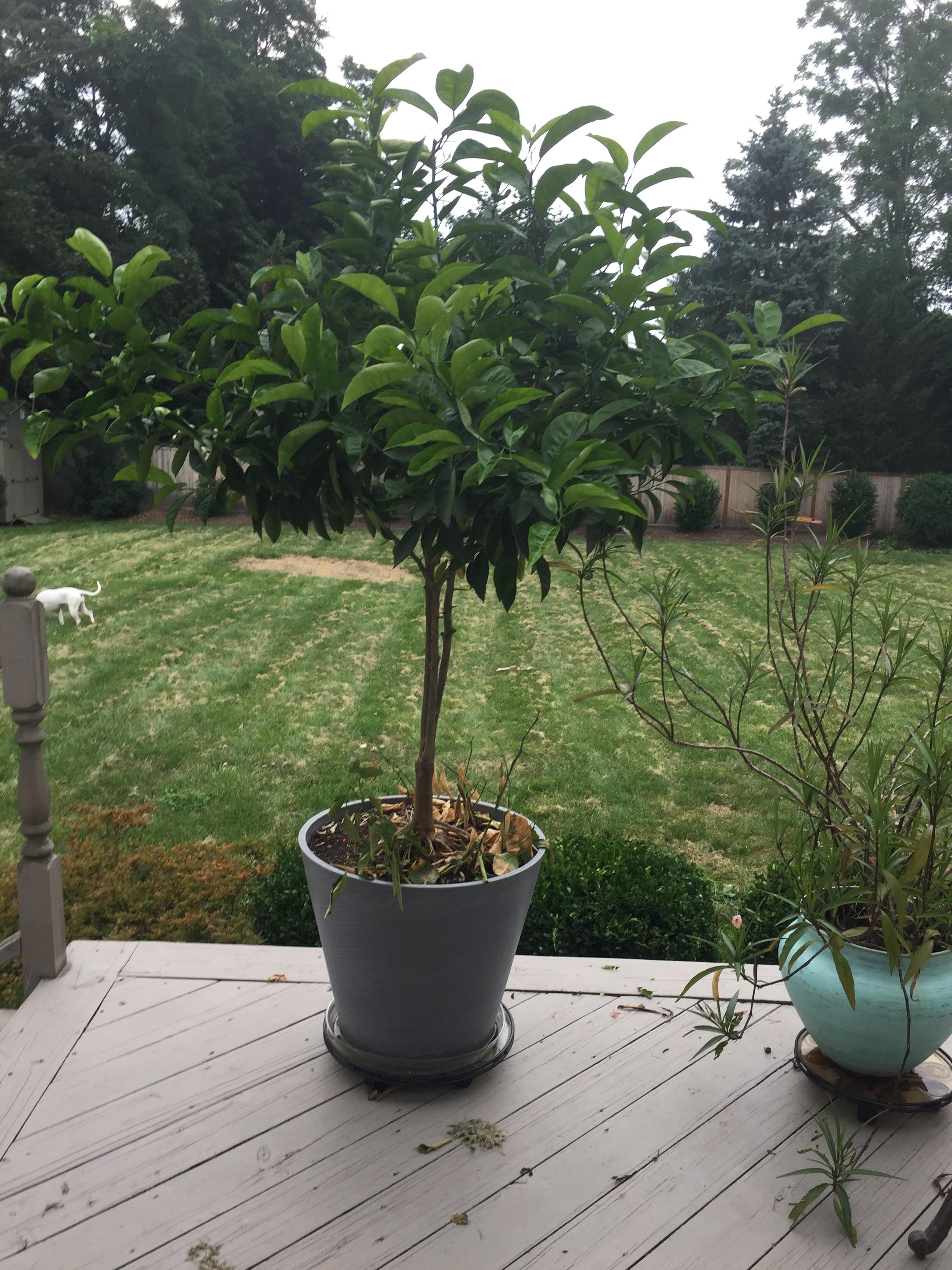 7 yr old indoor/ outdoor Clementine tree hasn't fruited...