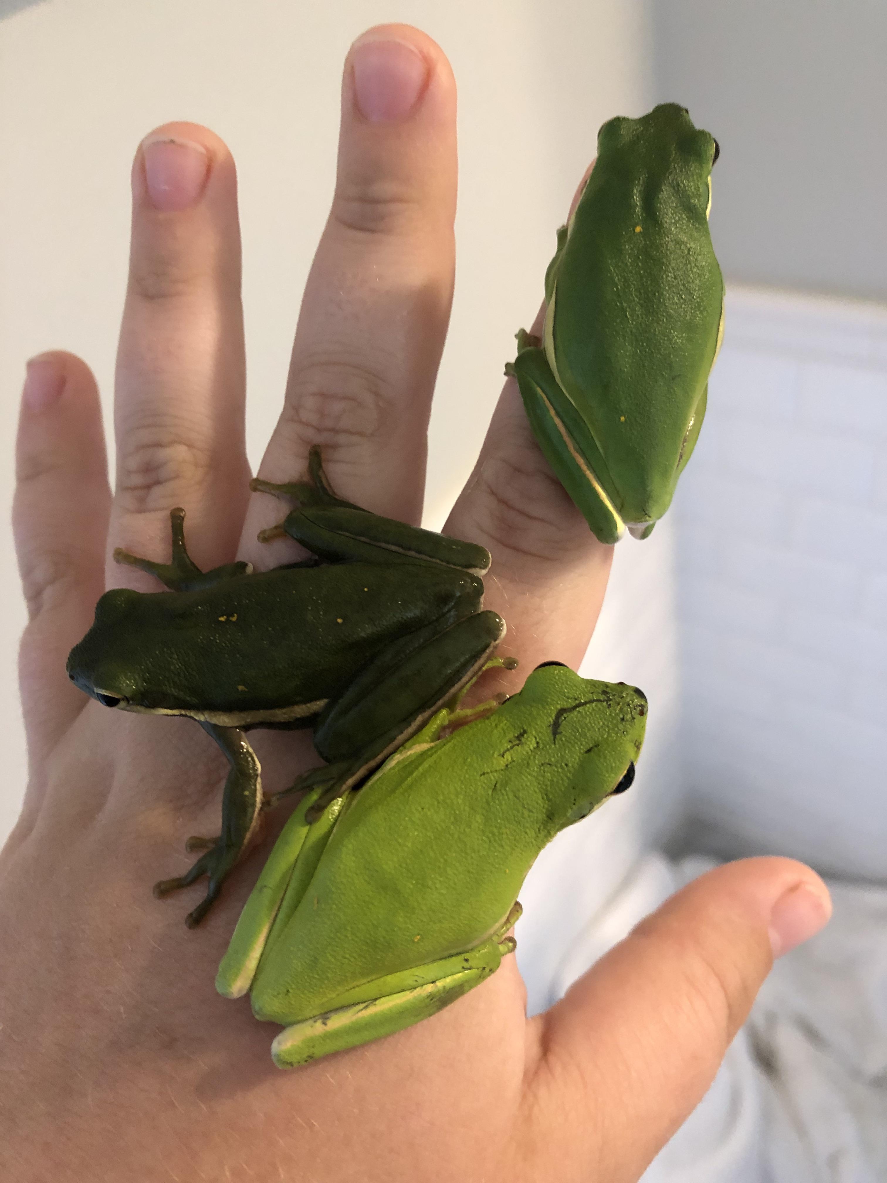 Green Tree Frog color variations r/mildlyinteresting