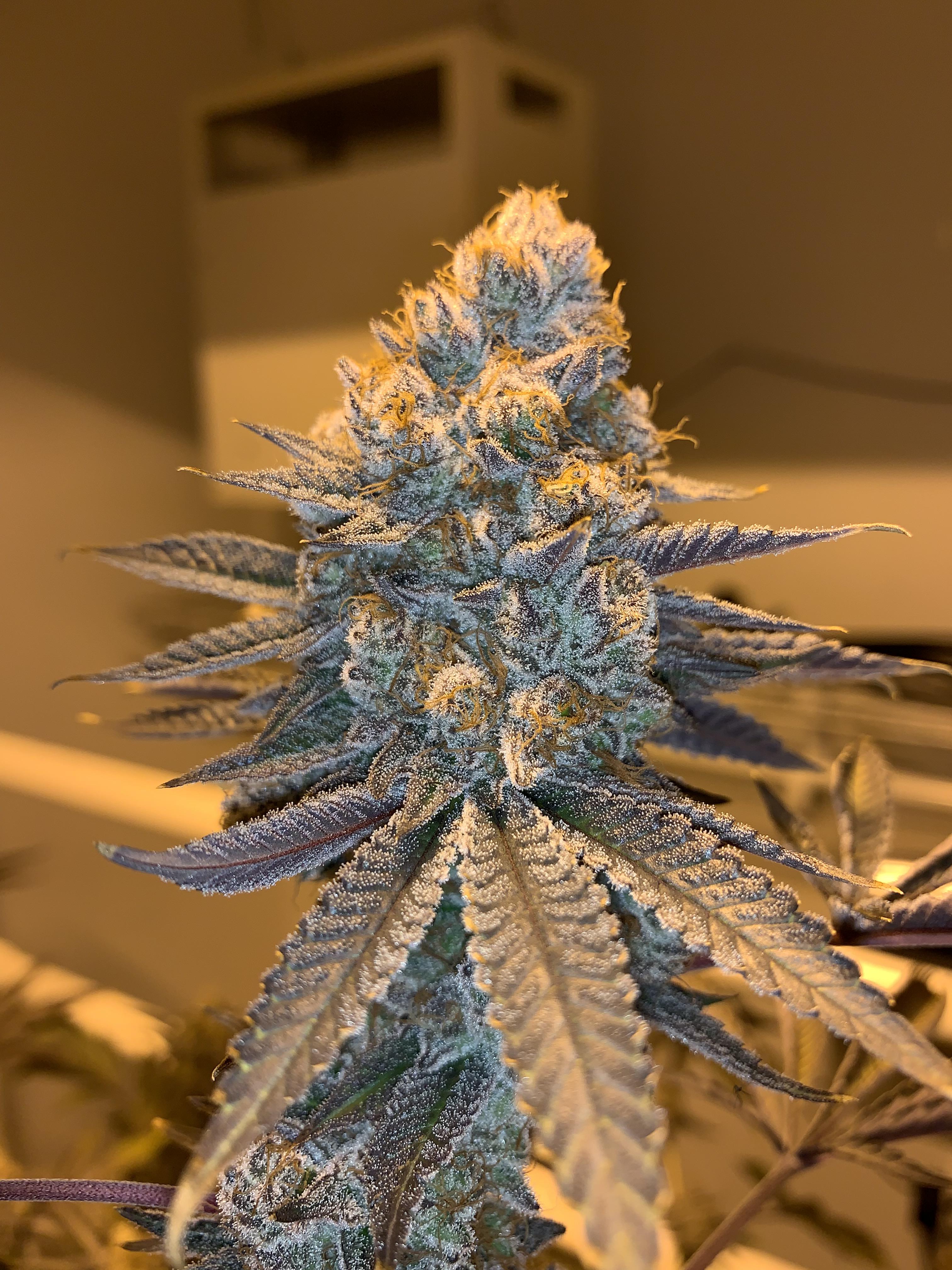 Organic Zookies (GG4 x Animal Cookies) r/trees