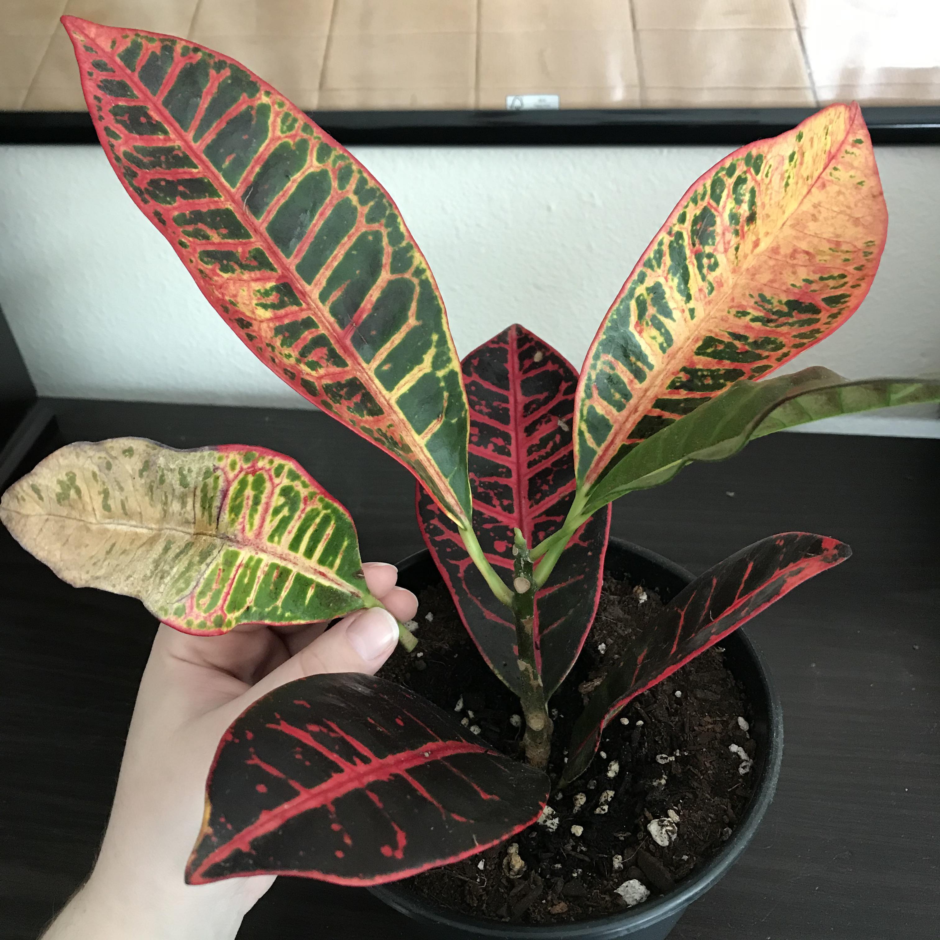 Croton leaves drying/browning from tips inward, falling off. Only one leaf affected at a time