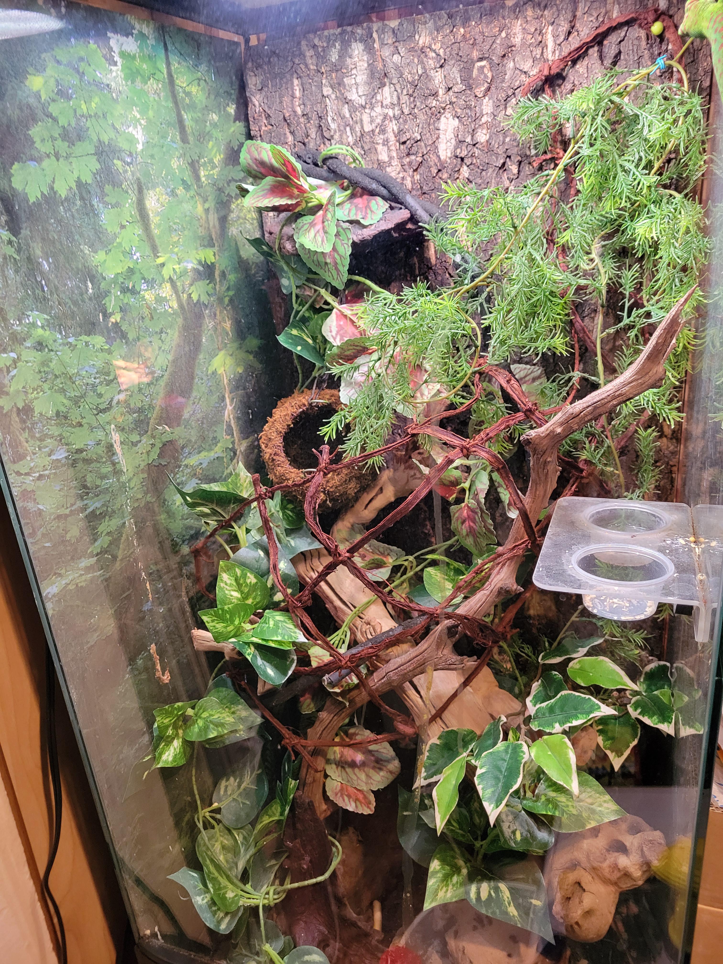Giant Day Gecko Terrarium
