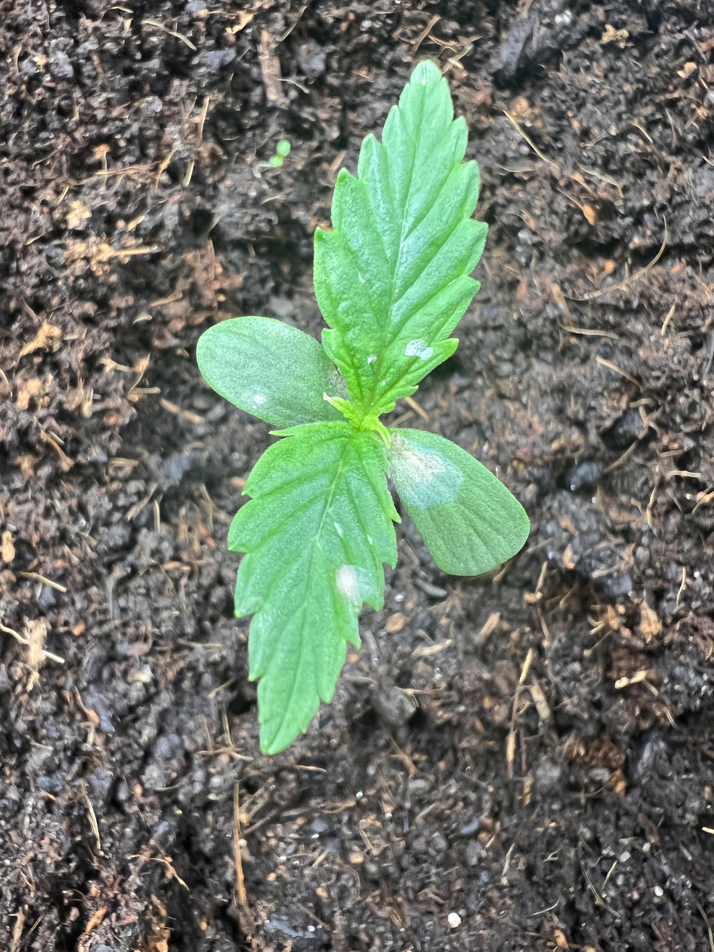 White marks on plant? r/GrowingMarijuana