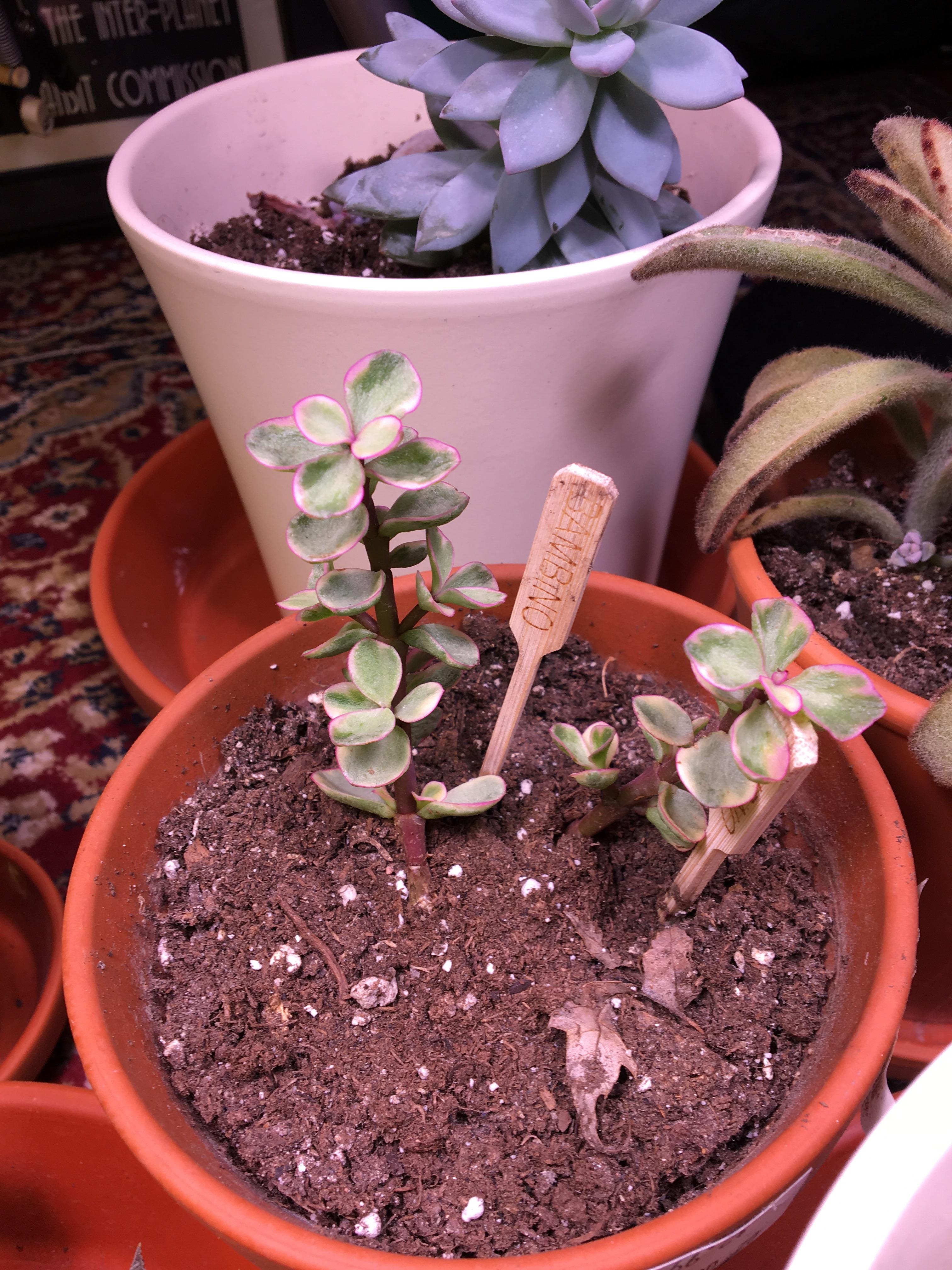 What succulent is this and how much water does it need? r/succulents