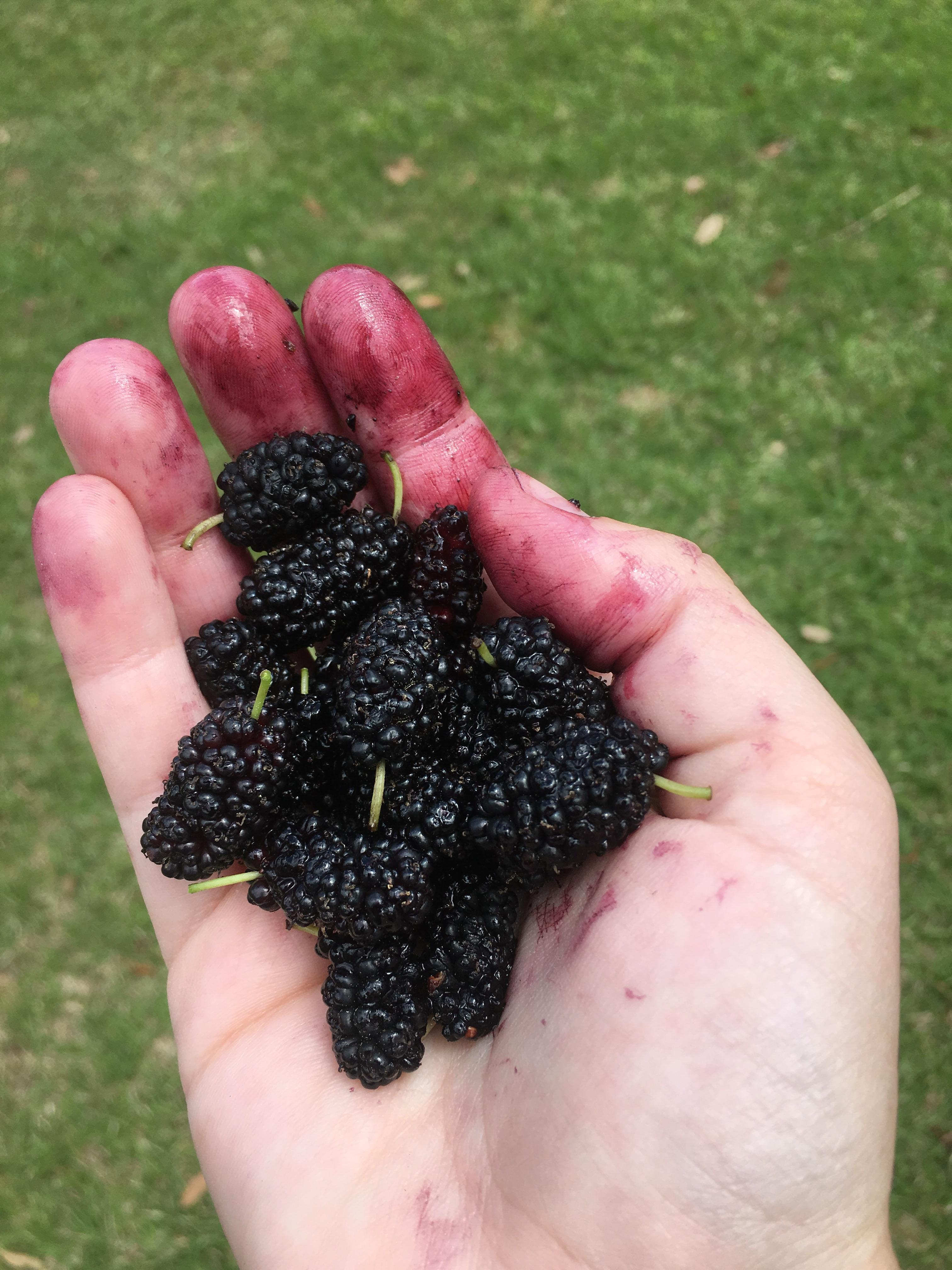 Mulberry season is here in Florida! r/foraging