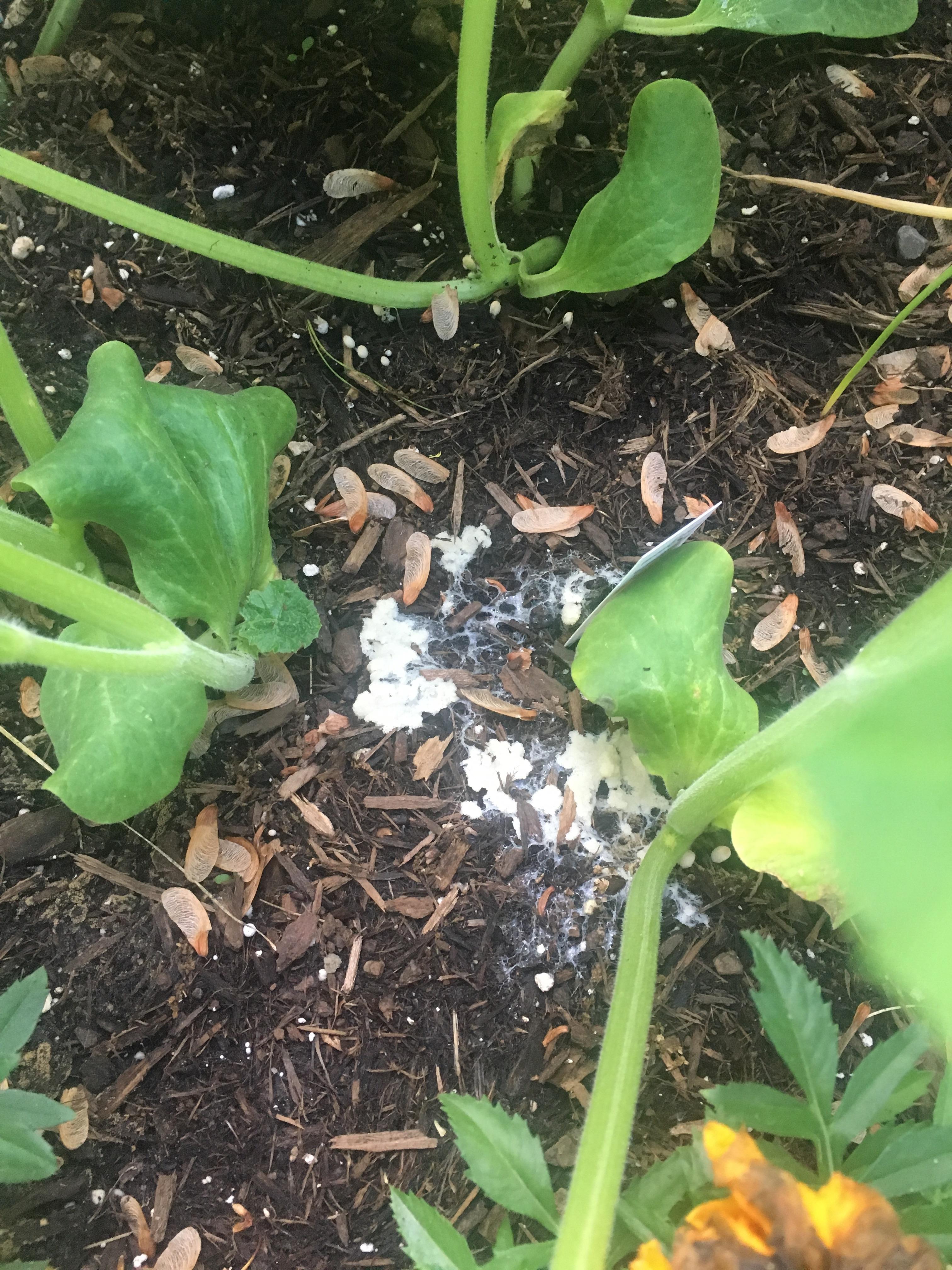 What is this white looking fungus? It’s only growing in one of my