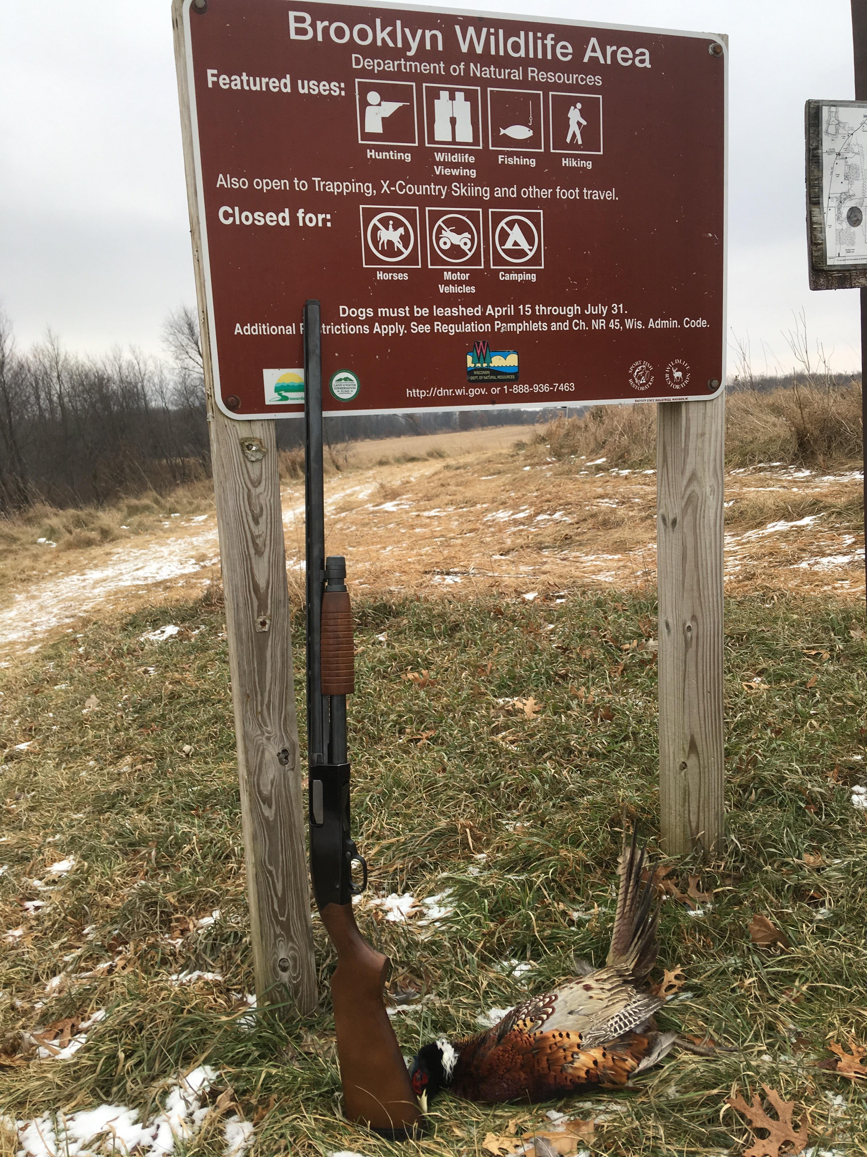 More Wisconsin public land pheasant hunting goodness. The Winchester