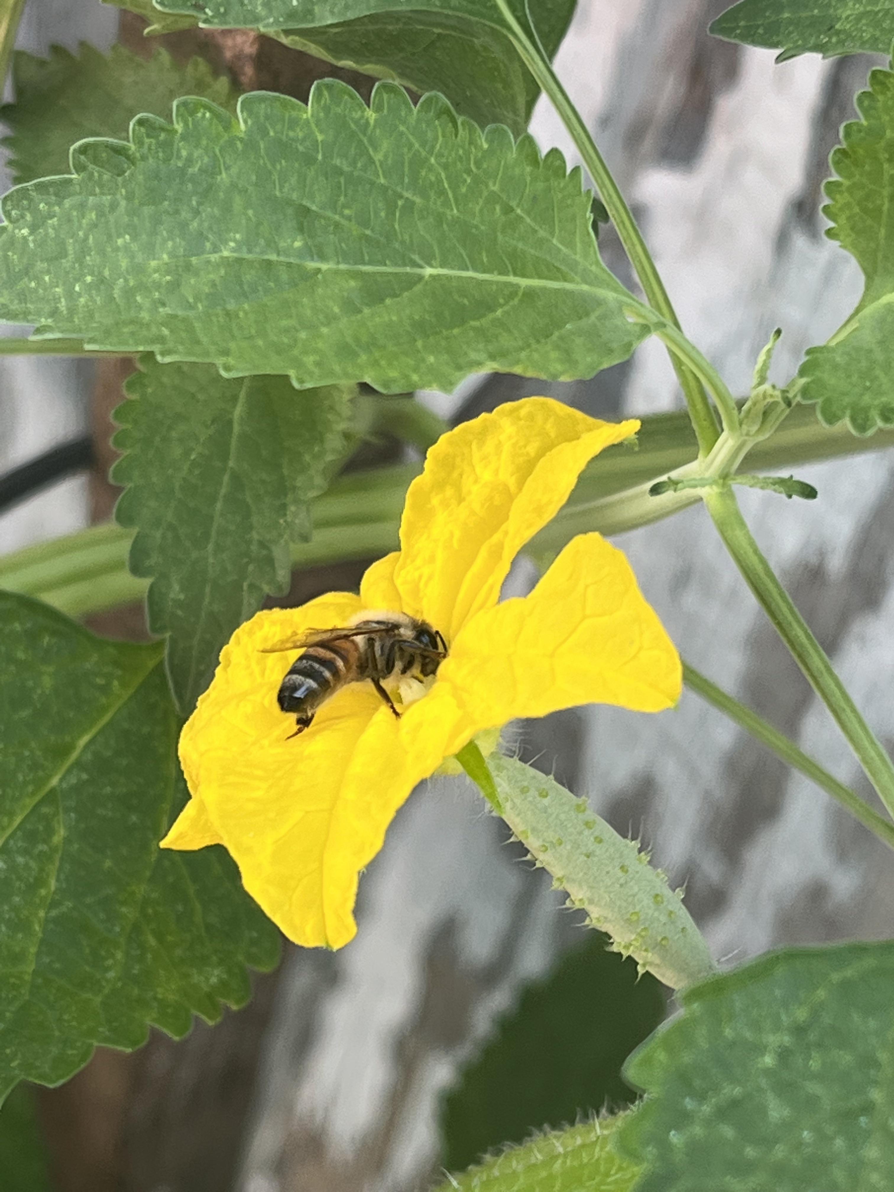 I watched this fella pollinate my cucumbers 💚 r/vegetablegardening