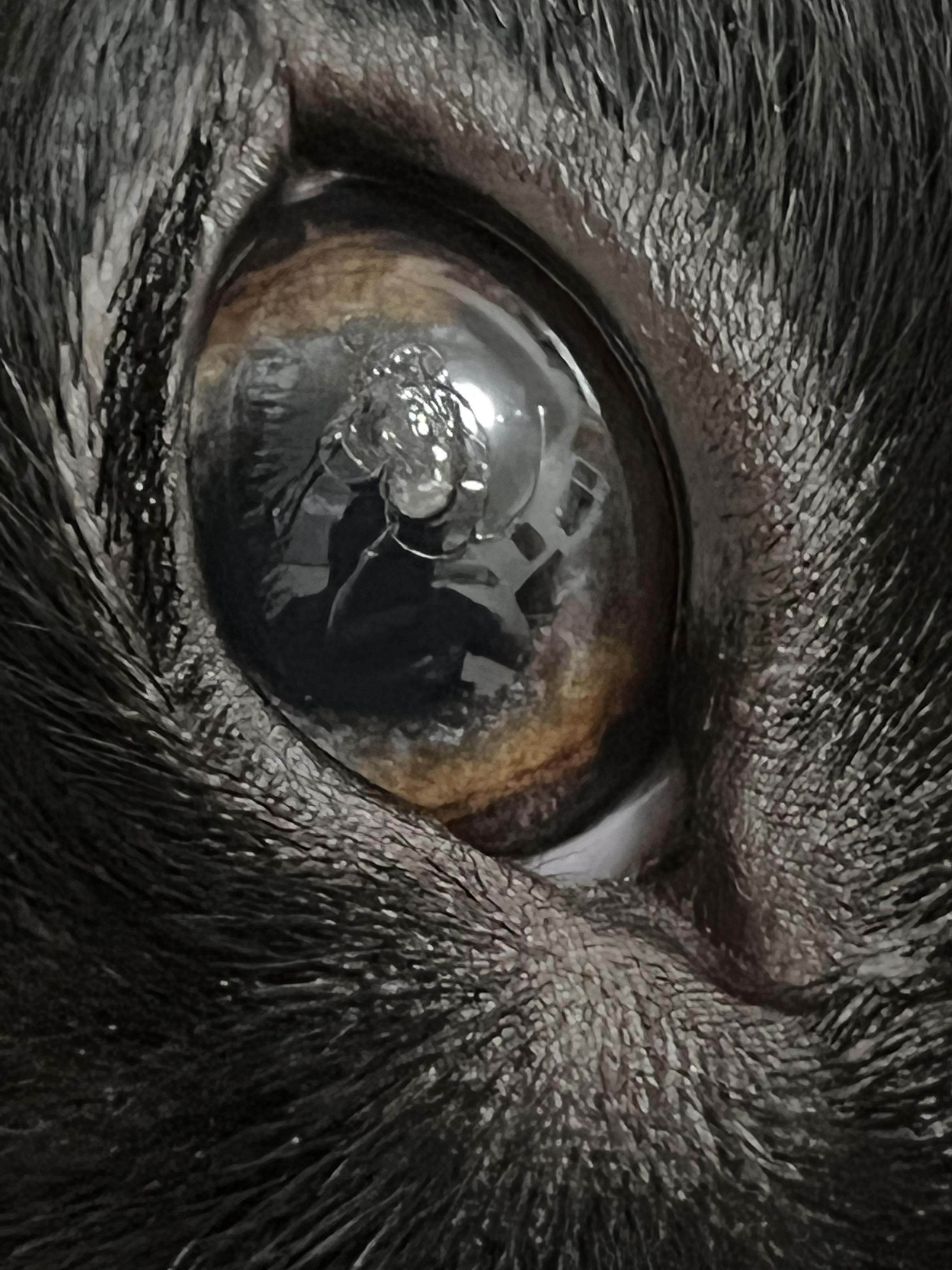 Something on my dog's eye? Kind of looks hair r/vet