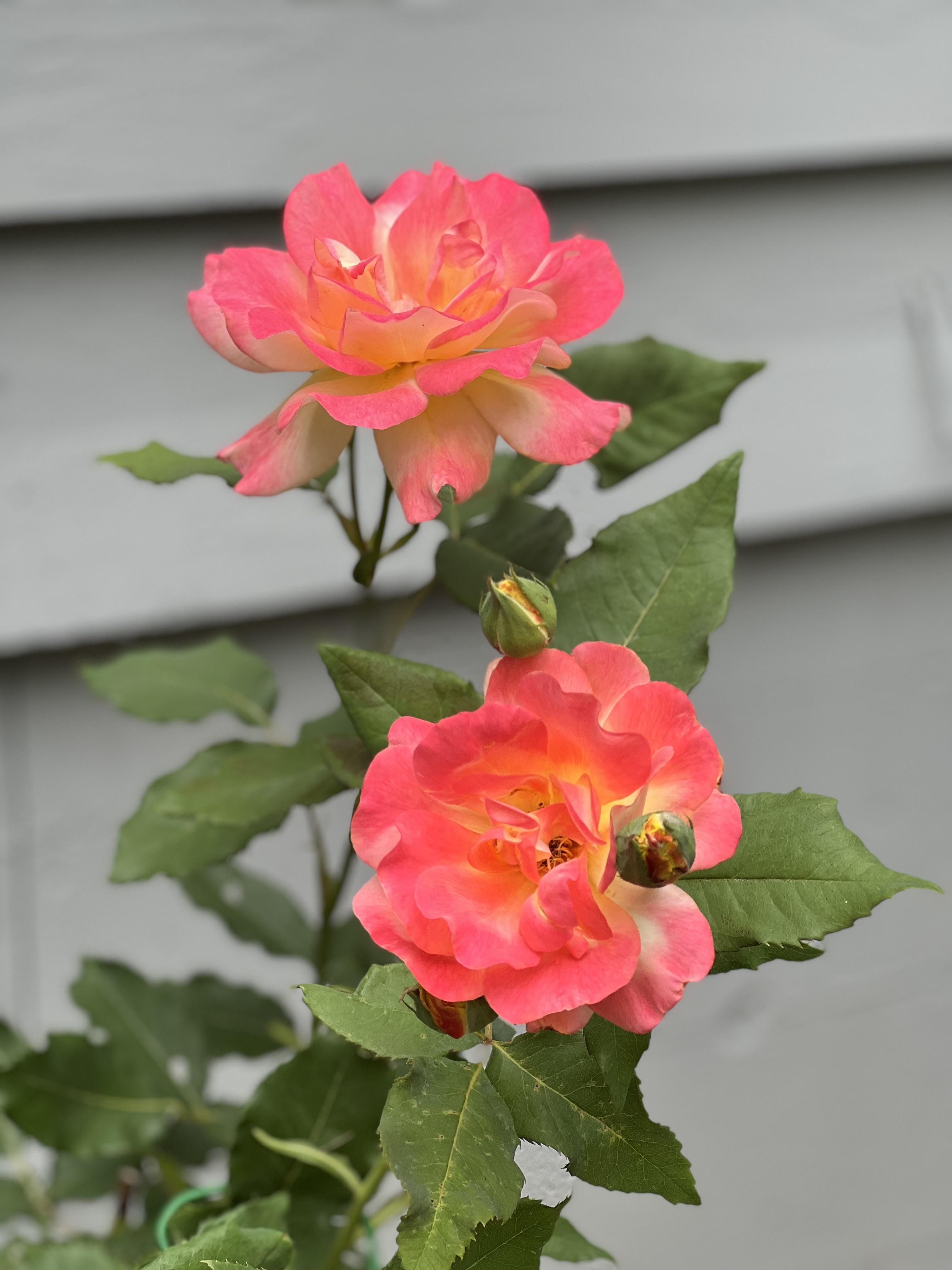 Late Grandpa’s roses I transplanted in April r/Roses