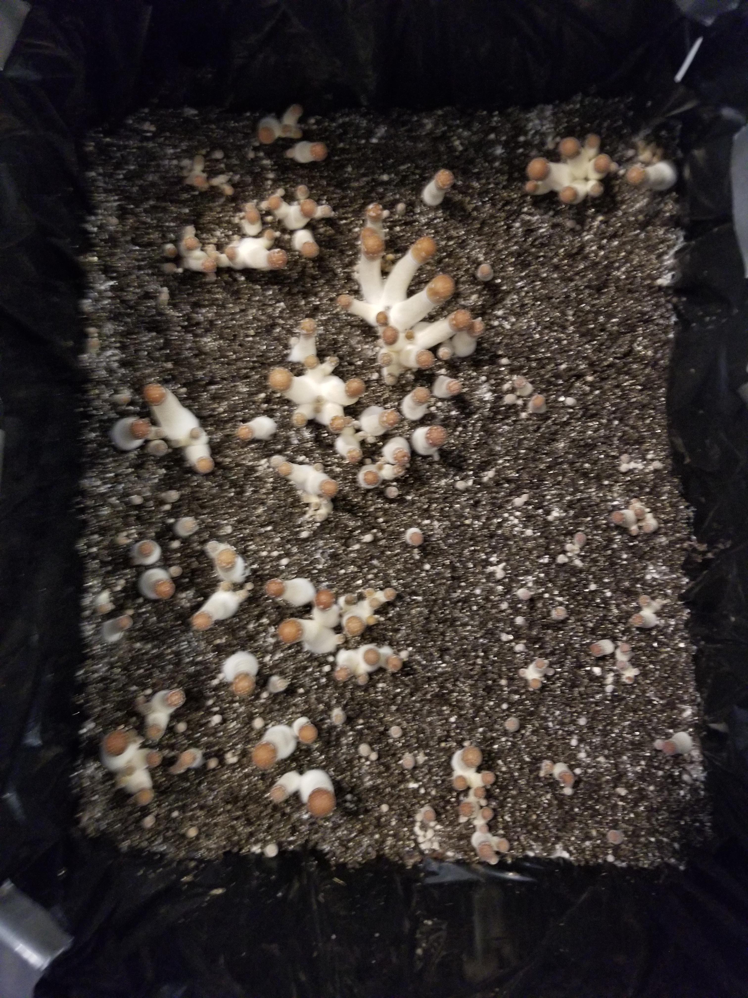 Why they soo skinny? (Melmac OG aka Original PE) Is it just early? Been fruiting roughly 10