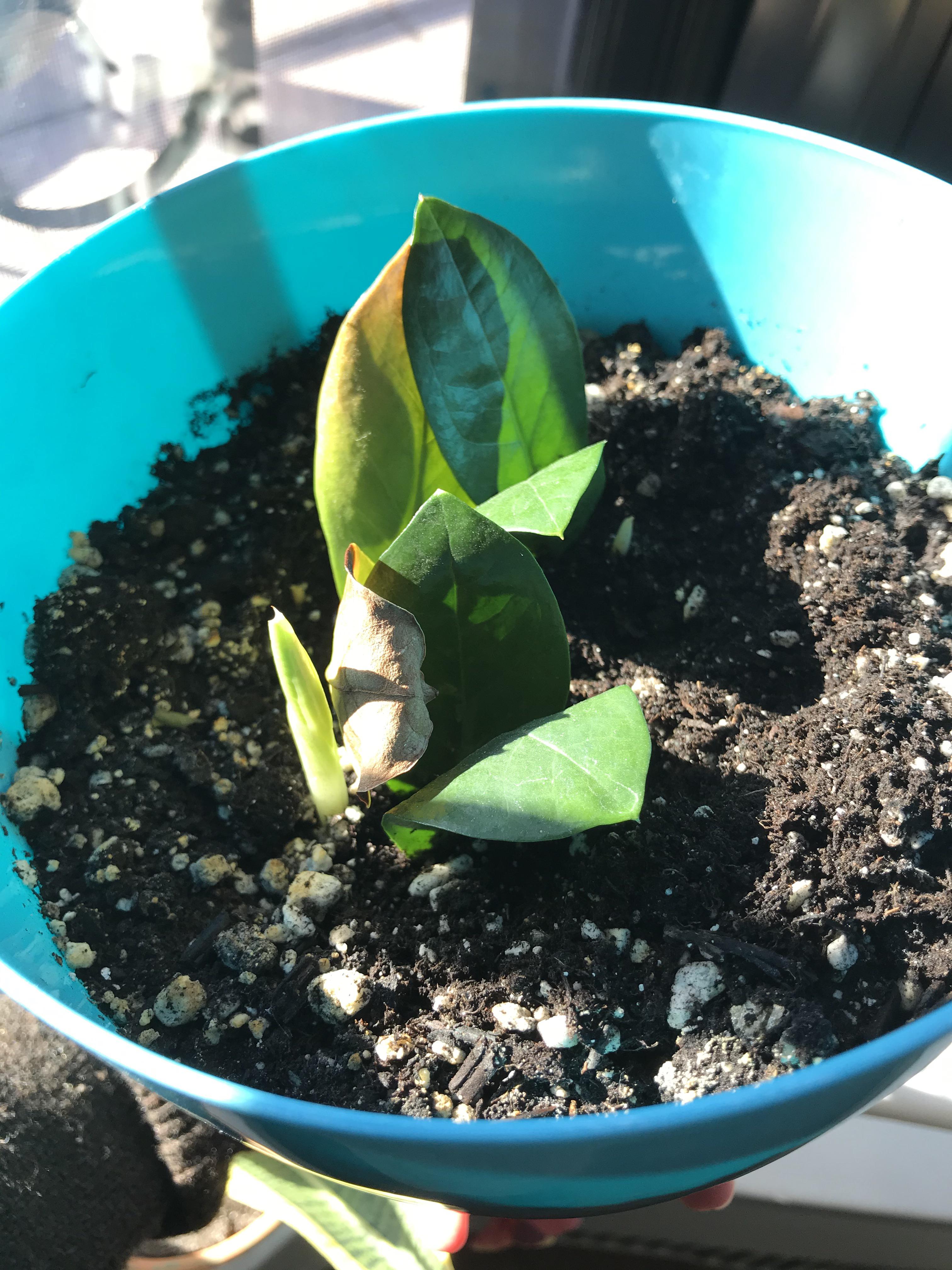 I posted 4 months ago about my zz props finally having rhizomes and