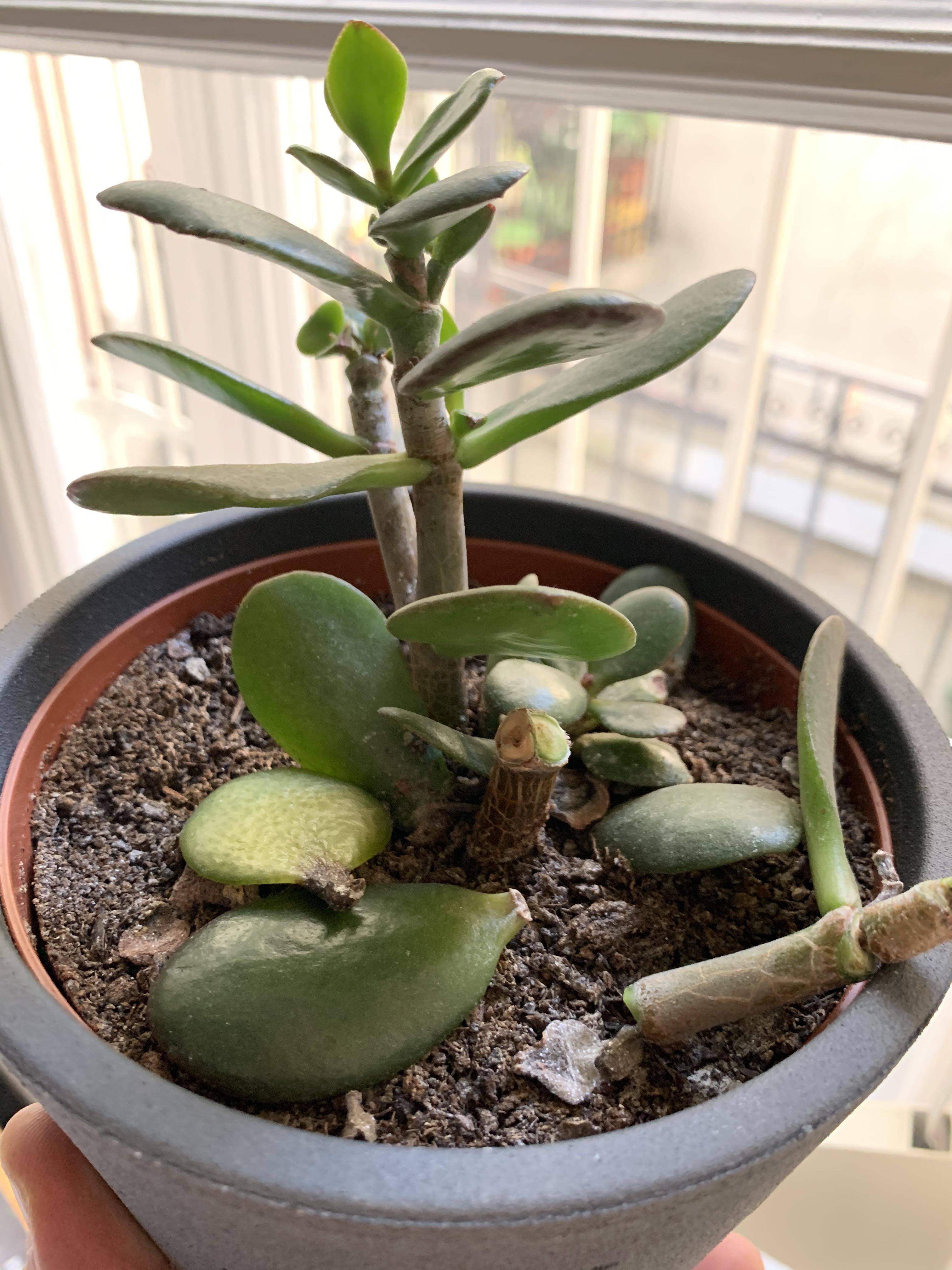Help! What's wrong with my jade? It appears to be giving