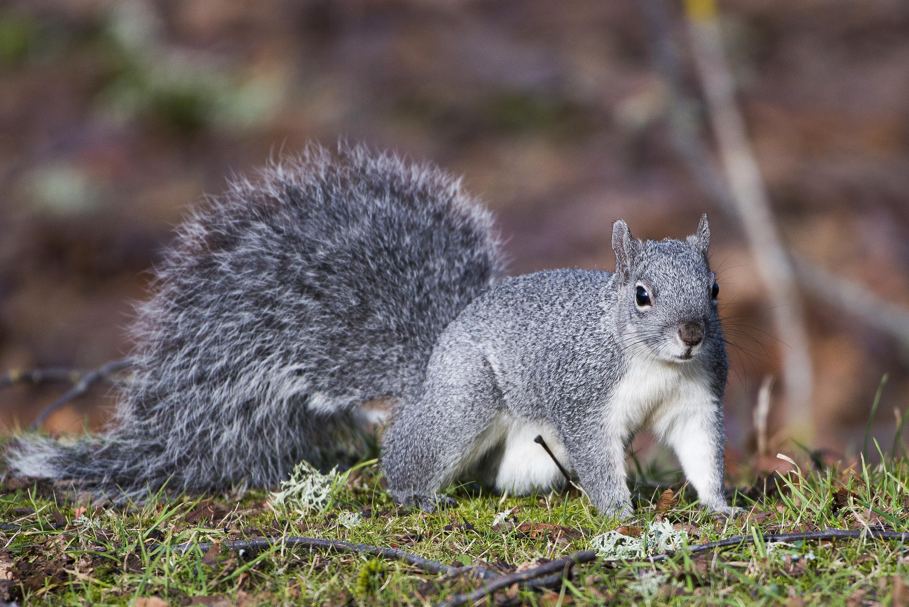 Very Fluffy Tail squirrels