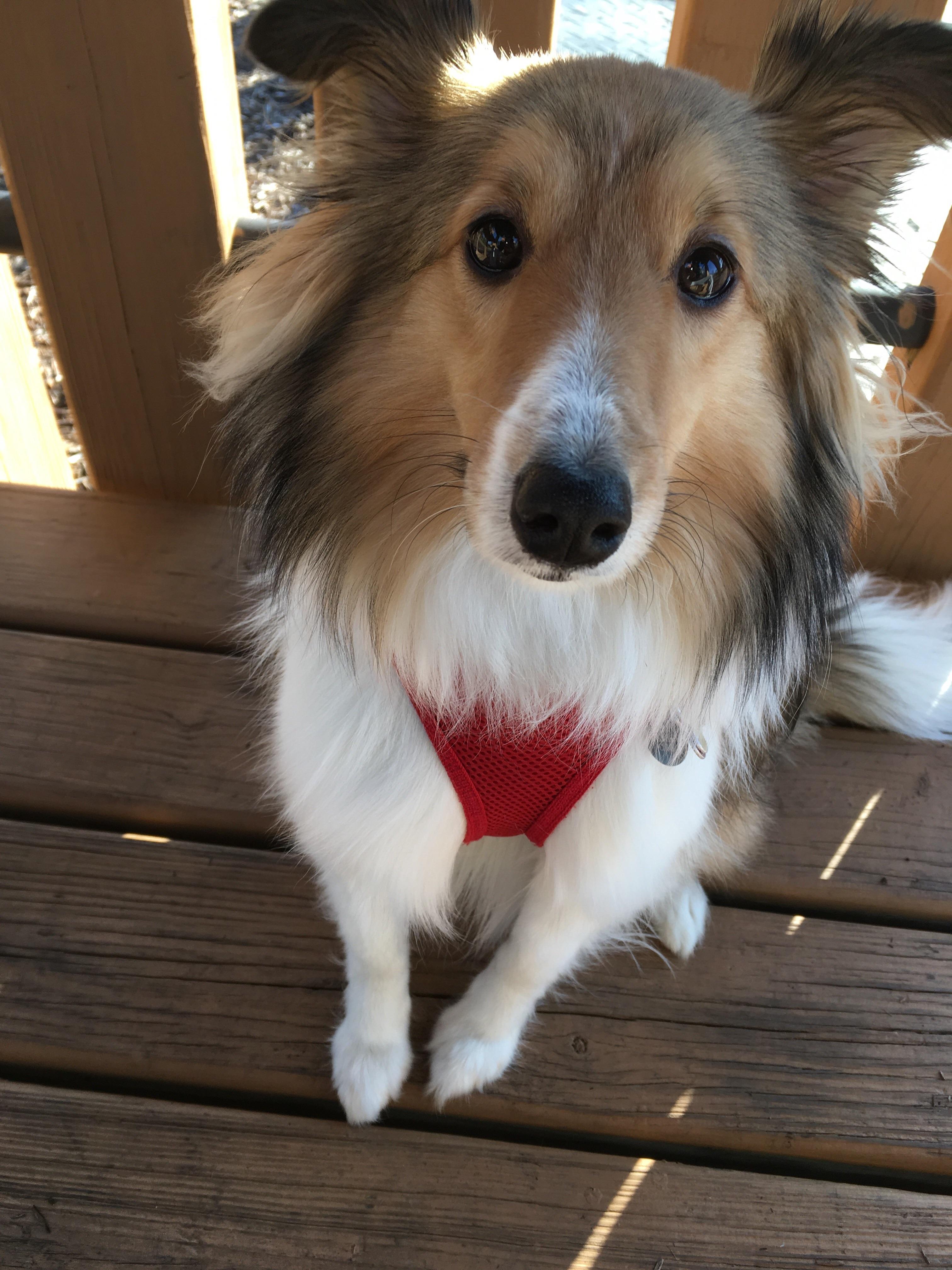 Definition of puppy dog eyes r/sheltie