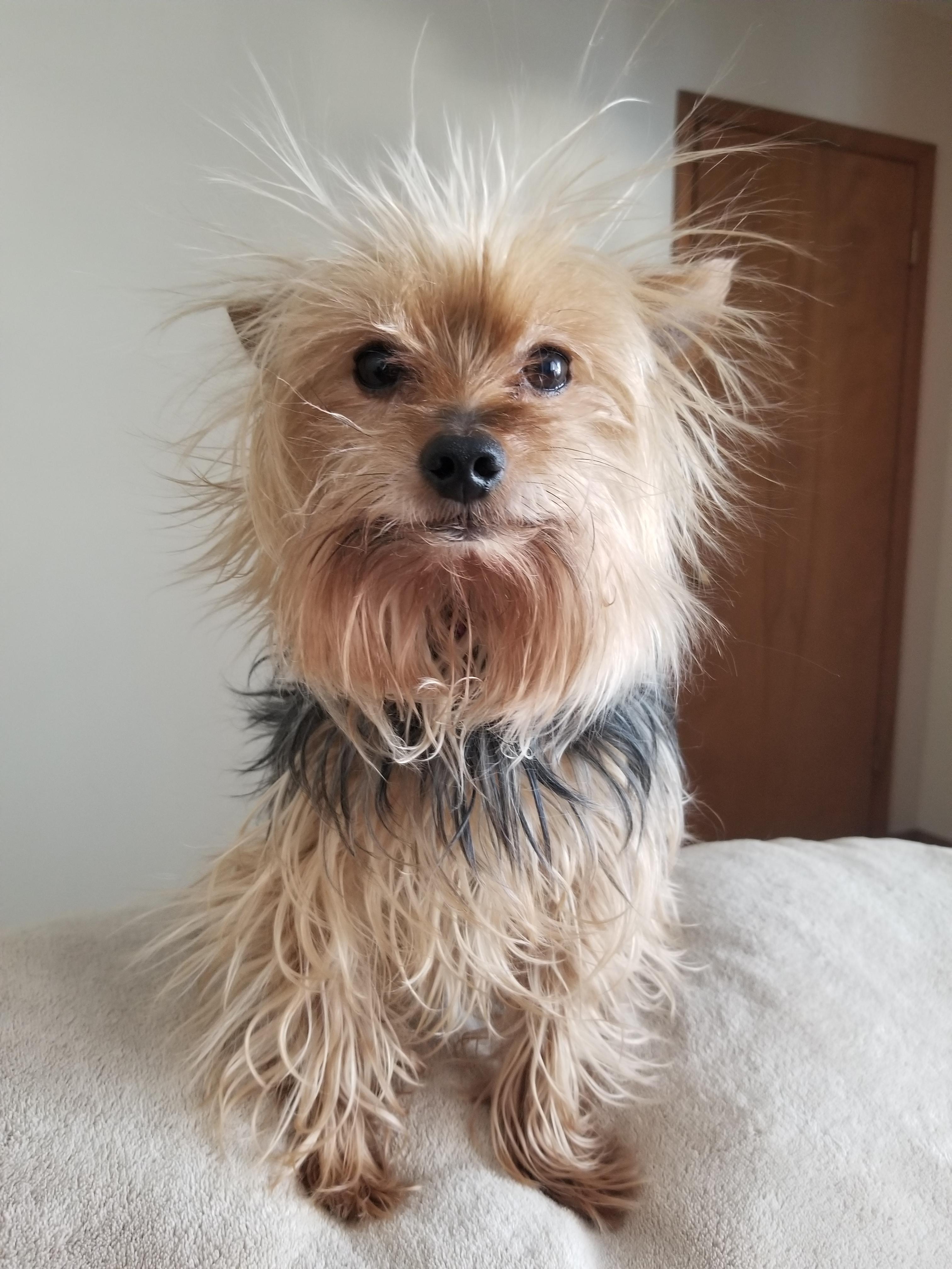 Yorkie Poo Reddit Pets Lovers