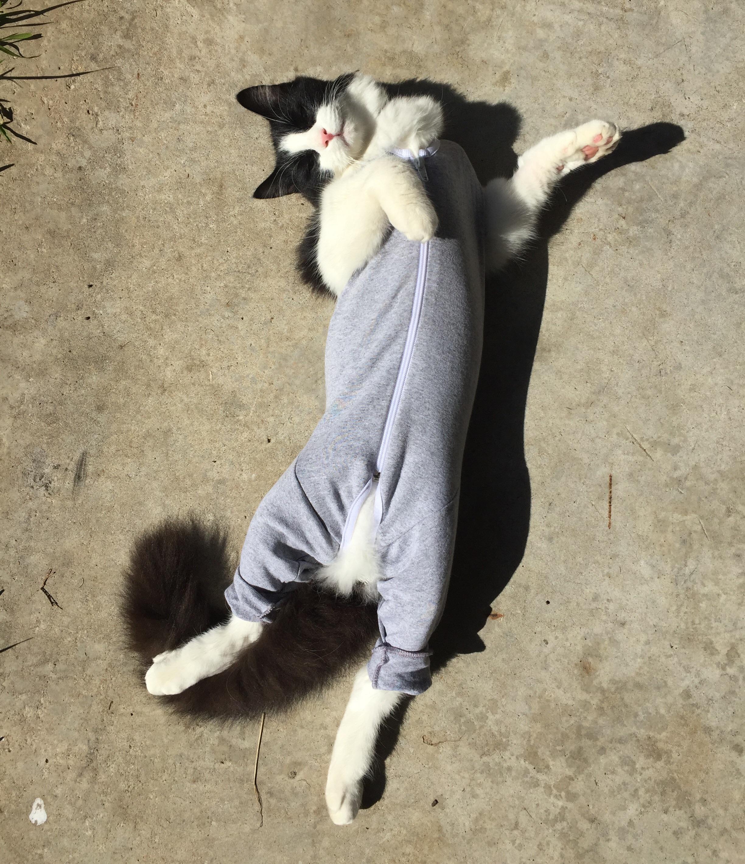 1111 best Cone Of Shame images on Pholder Aww, Whats Wrong With Your