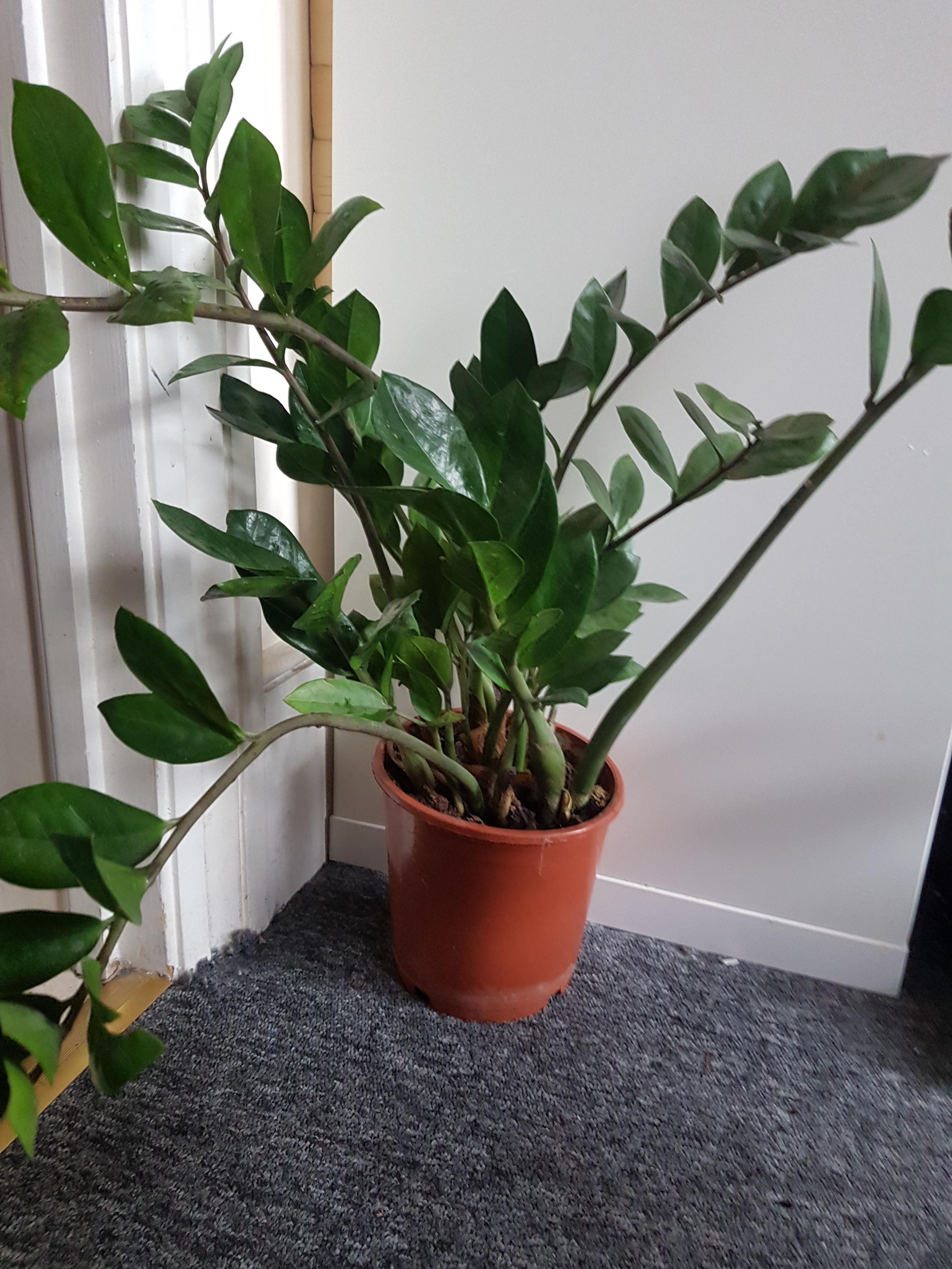Help! My ZZ plant is a bit wobbly! r/houseplants