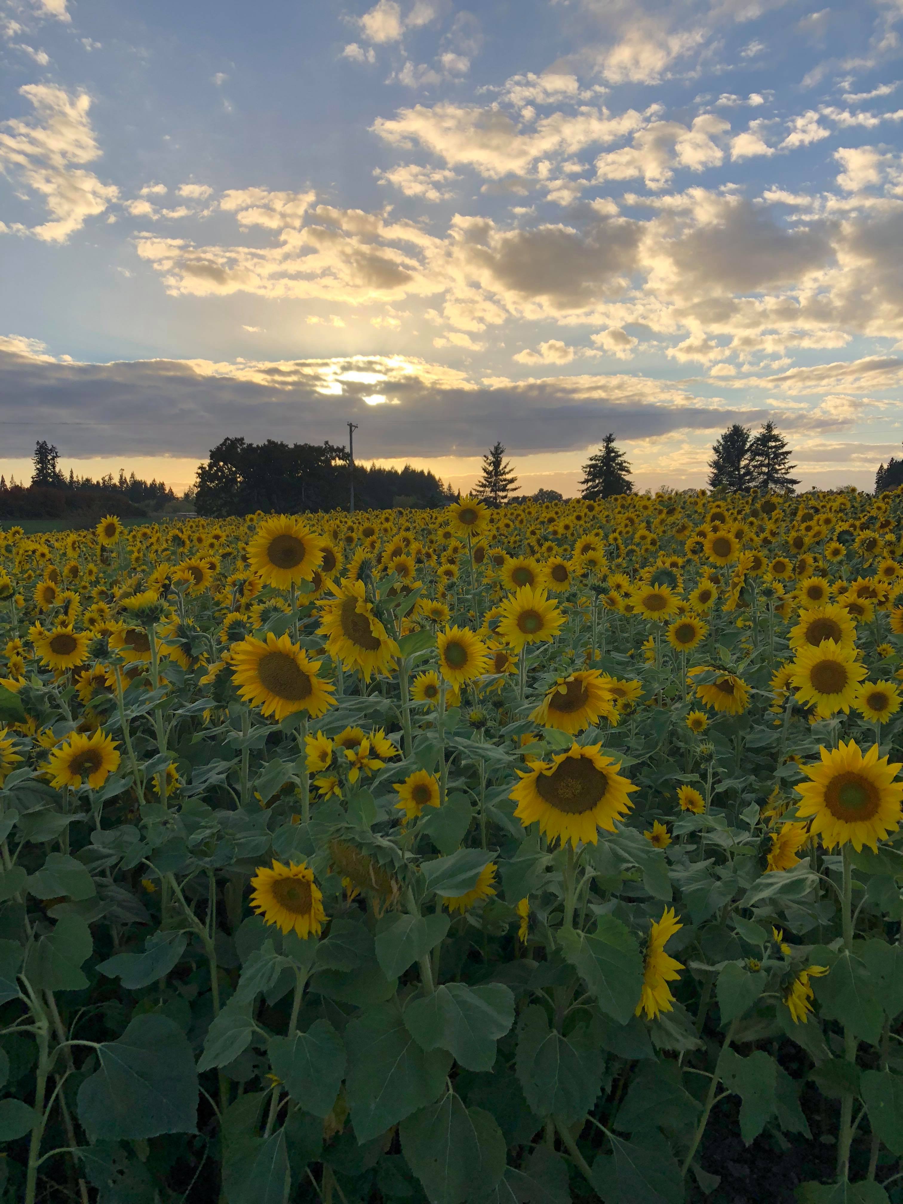 A farm outside Portland Oregon r/pics