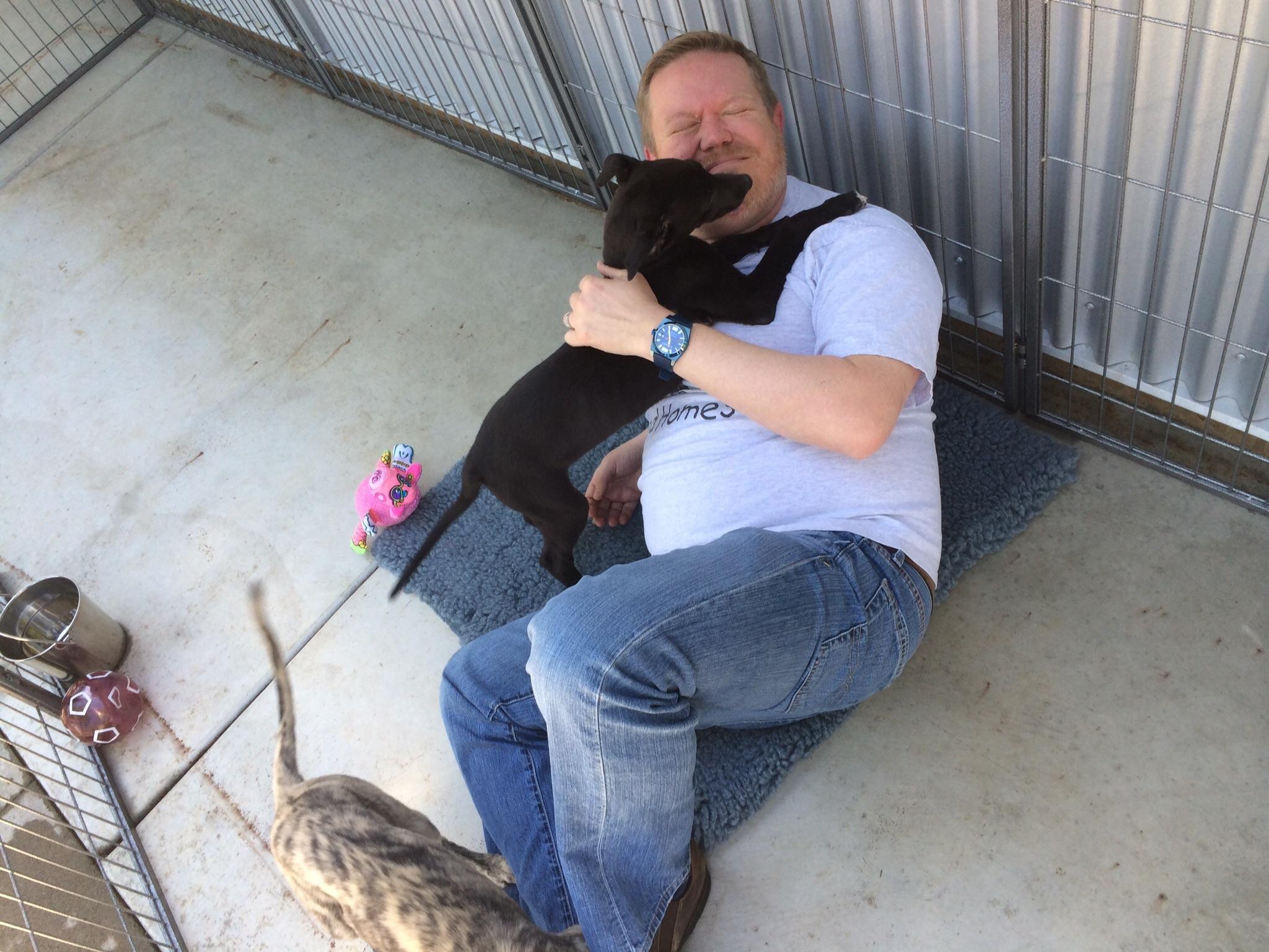 When greyhound puppies attack! r/Greyhounds