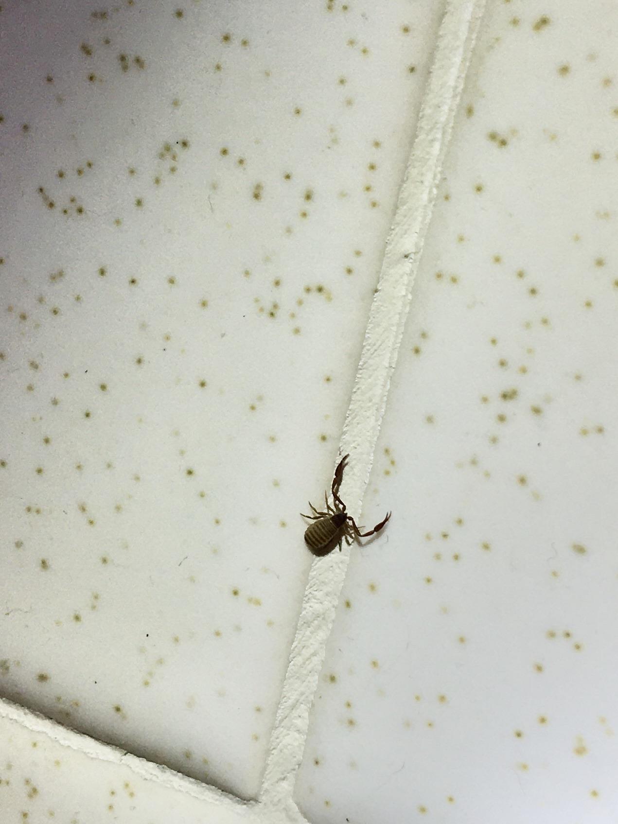 This guy imitating a scorpion? Found in my bathroom in northern