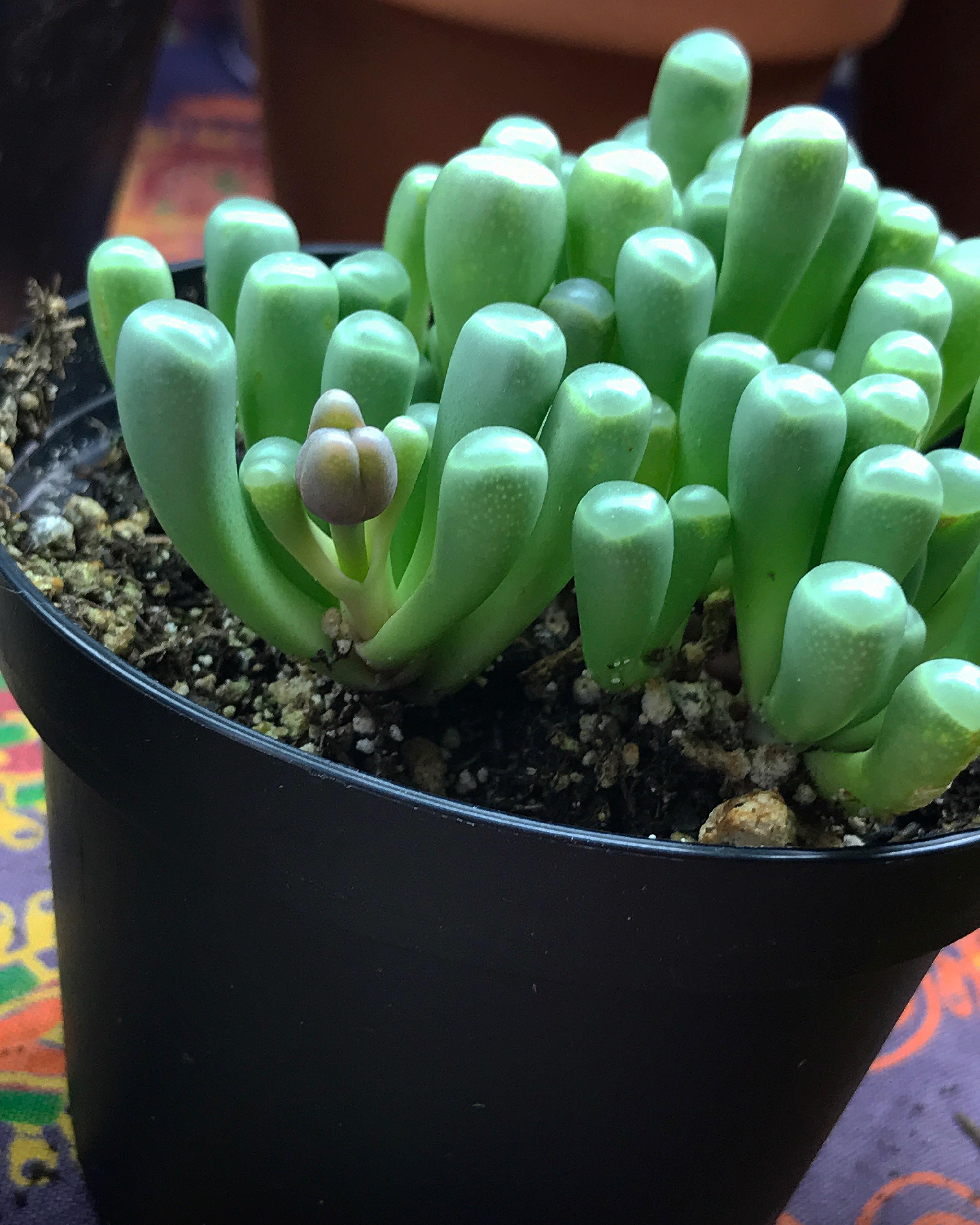 What is my baby toes growing right now? succulents
