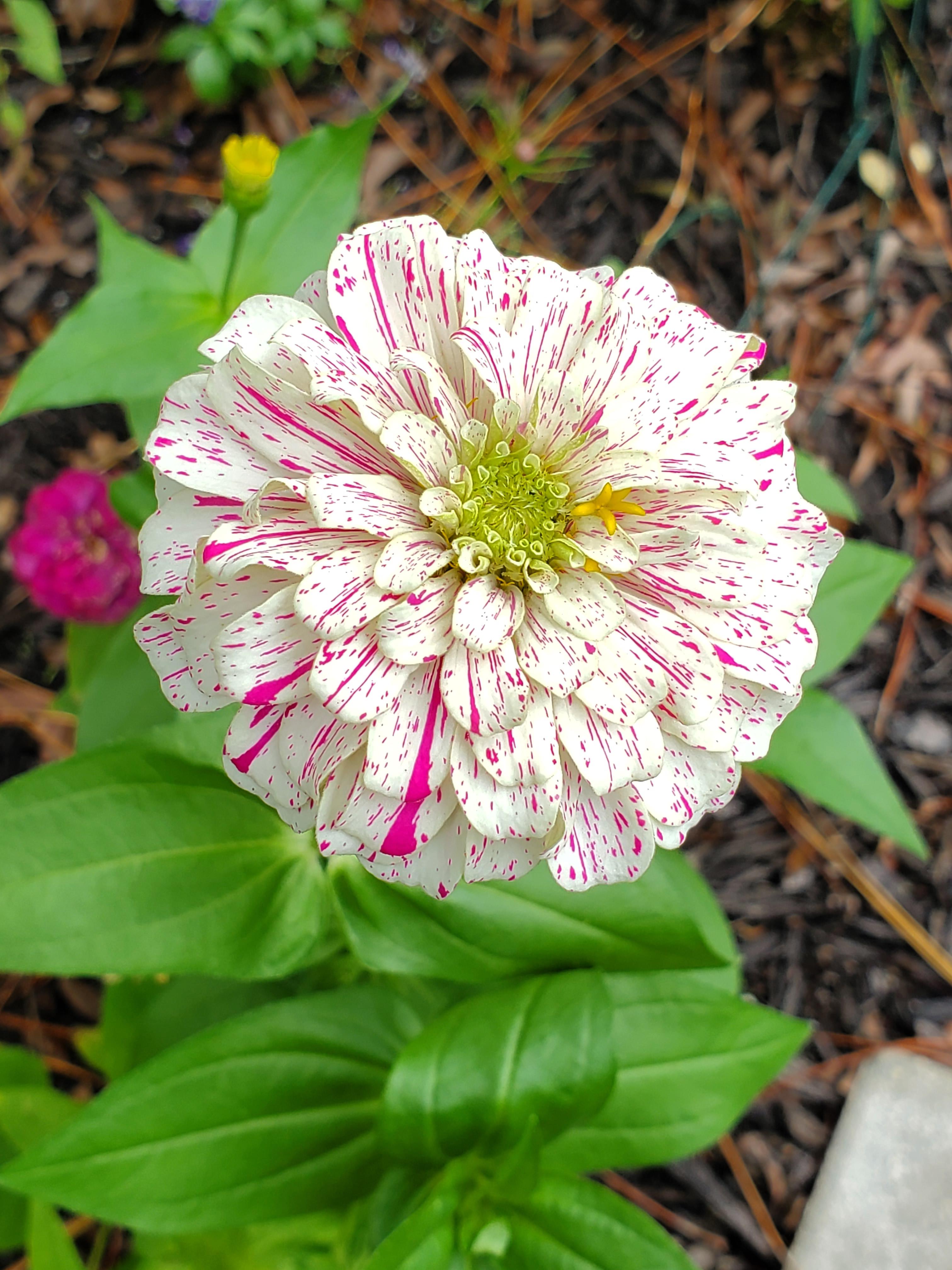 Beautiful candy cane zinnia in my garden ???????????? r/gardening