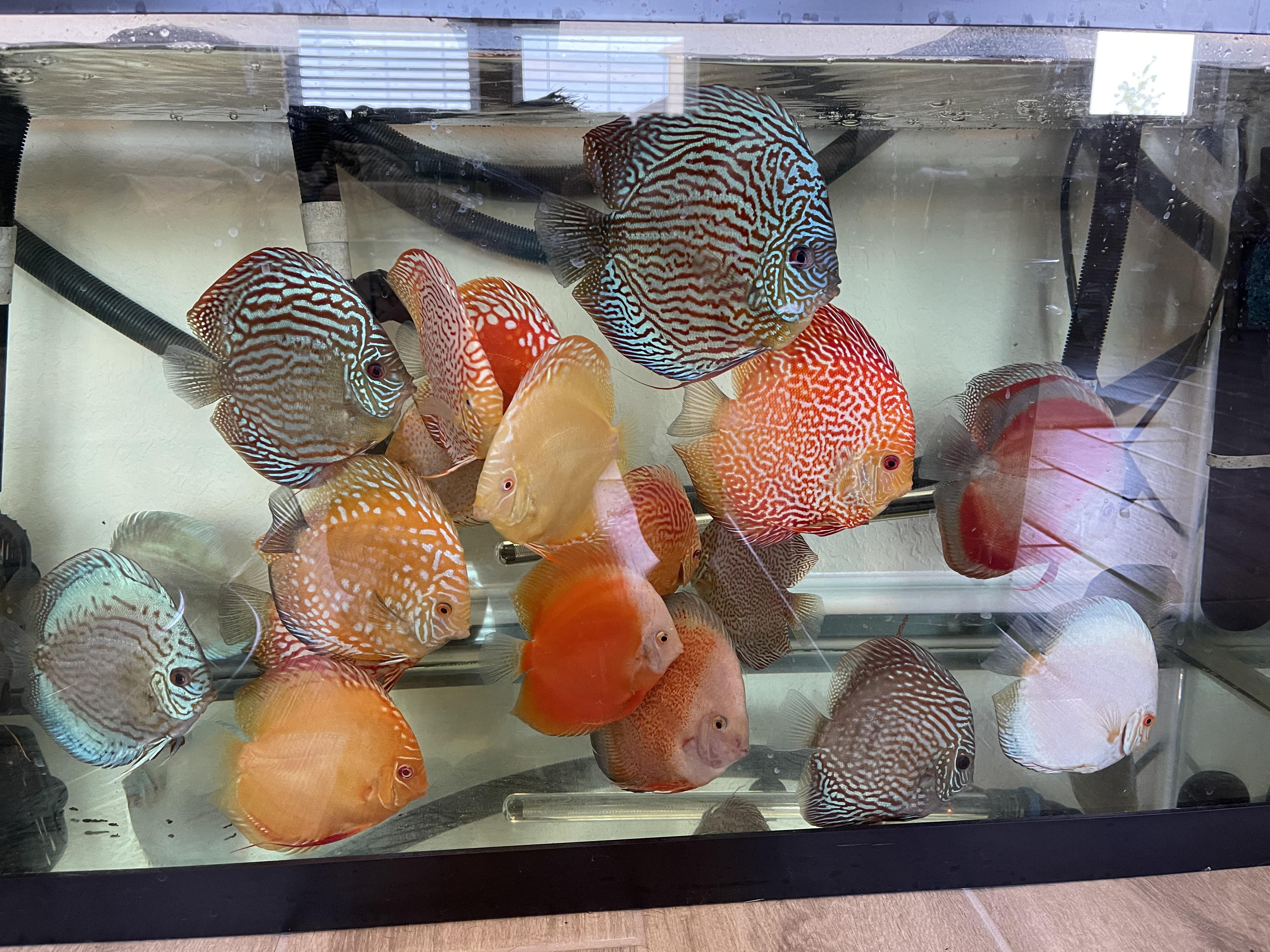 I watched a vid from the king of diy about homemade discus food. He