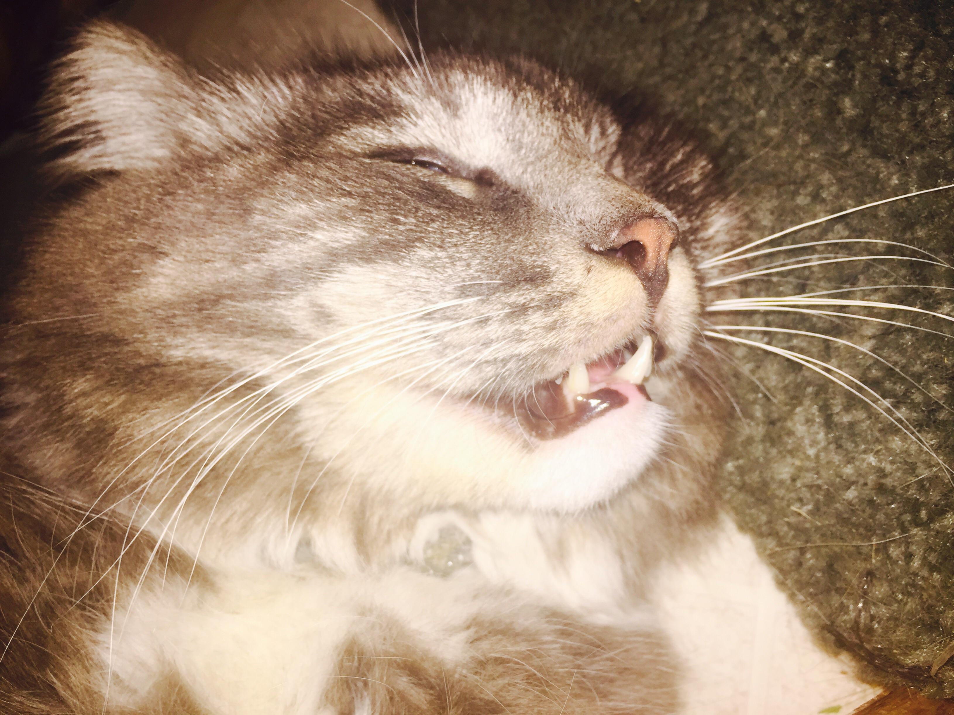 Cat asthma makes Pickles sleep teefies out r/teefies