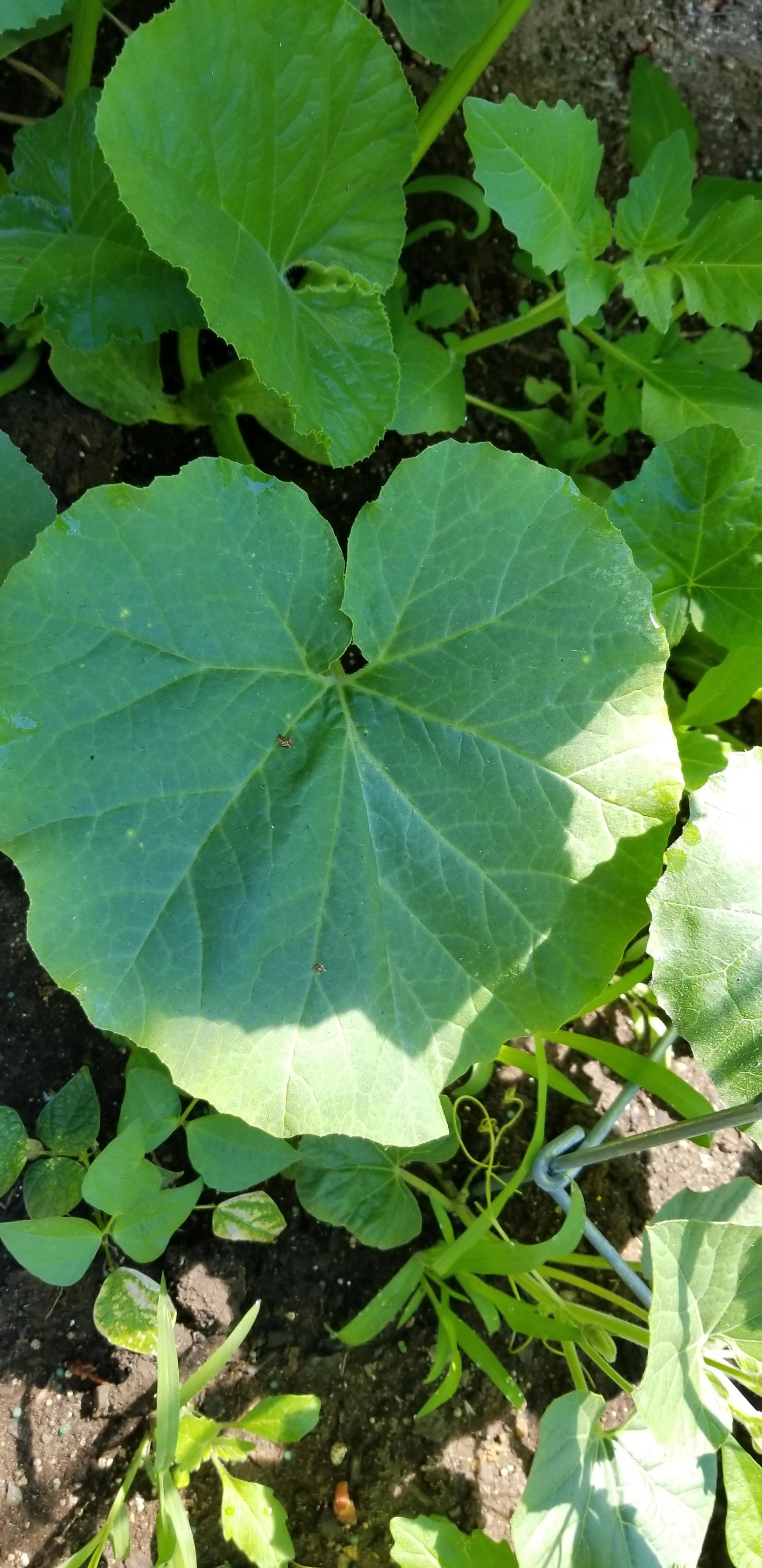 What is this plant that is growing very fast in my garden? r/plants