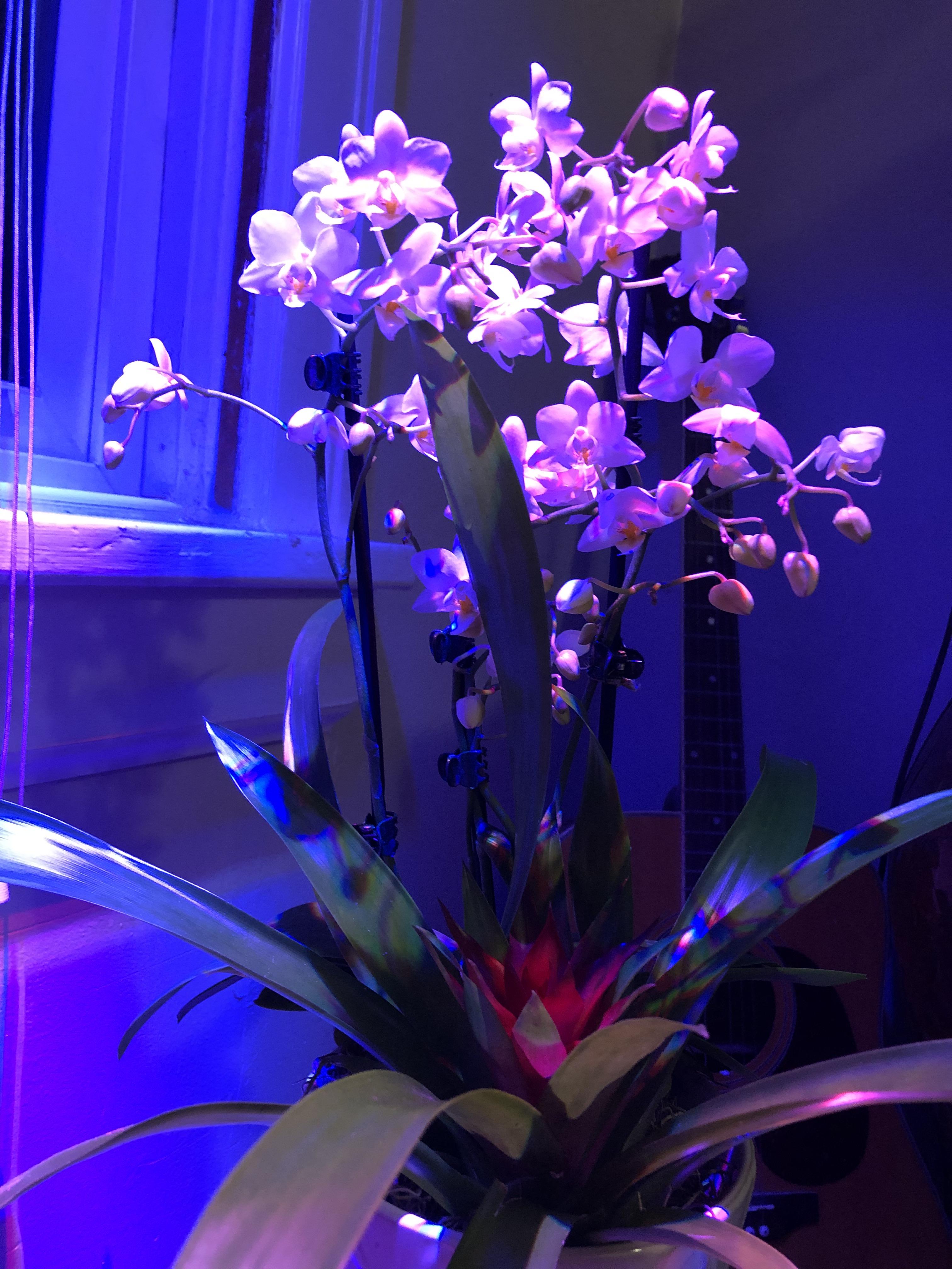 An orchid classic happy Valentine’s Day! r/orchids