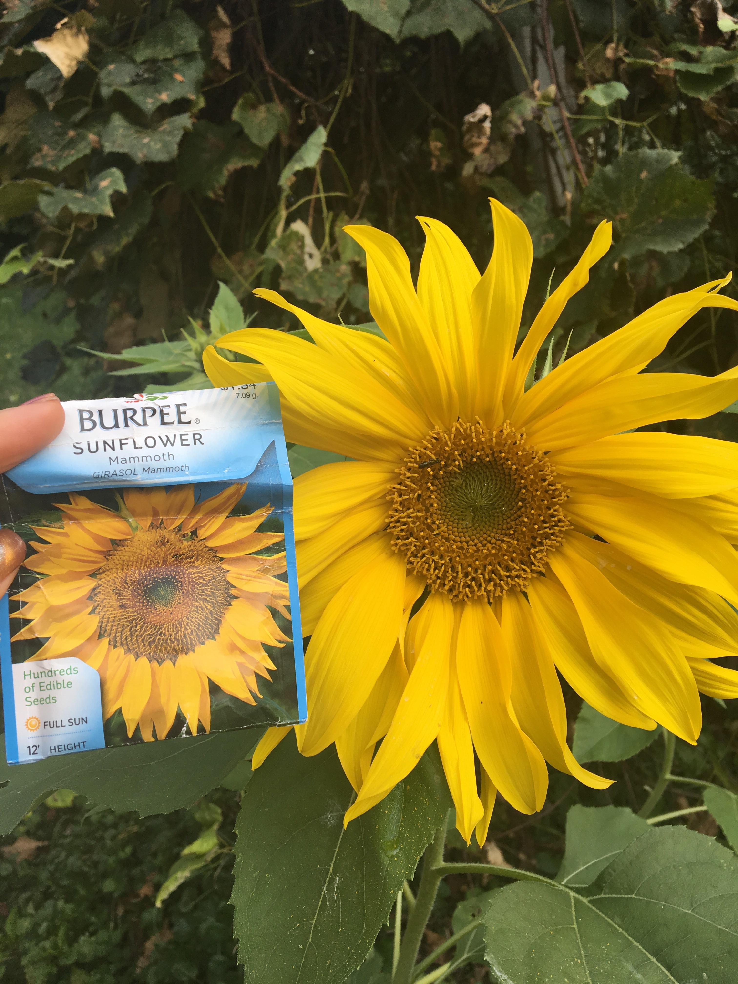 This is supposed to be a "mammoth" sunflower. What did I do wrong? r