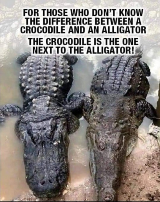 Best Alligator Posts Reddit