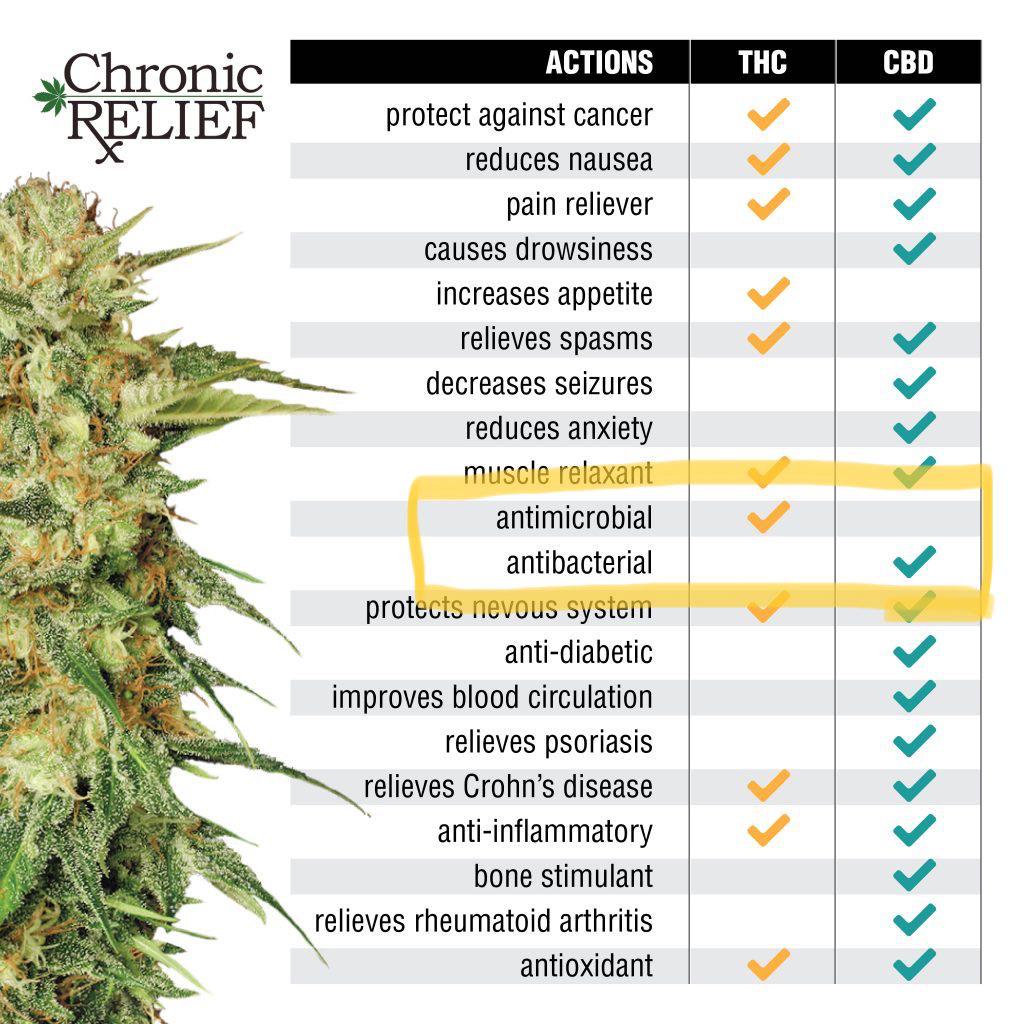 Weed is both antimicrobial and antibacterial. We found the cure for