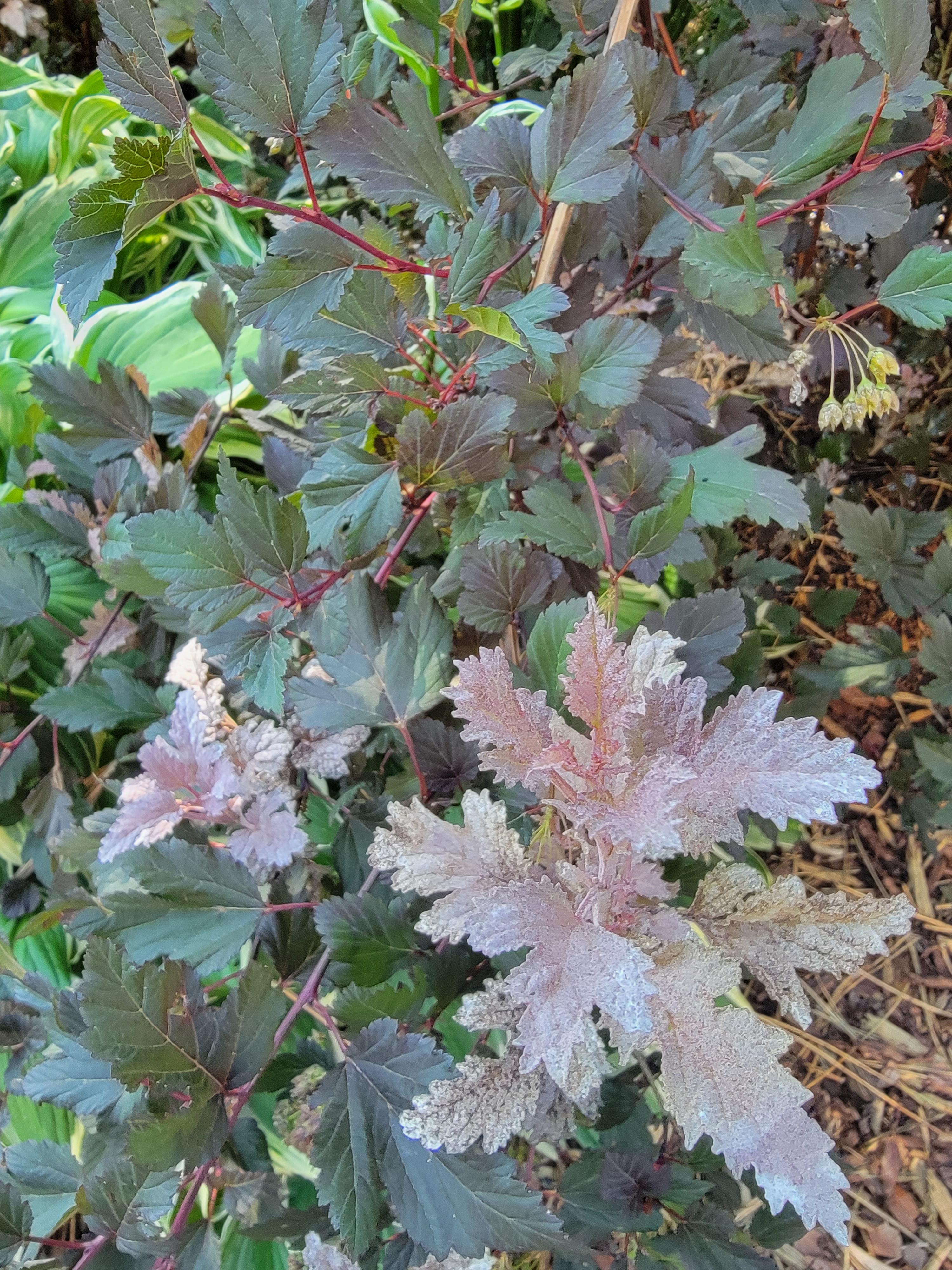 What is going on with my Ninebark? Can't be powdery mildew because