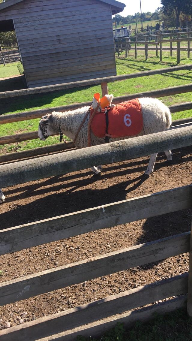 I got to watch sheep racing today!! Look at this cutie with her little