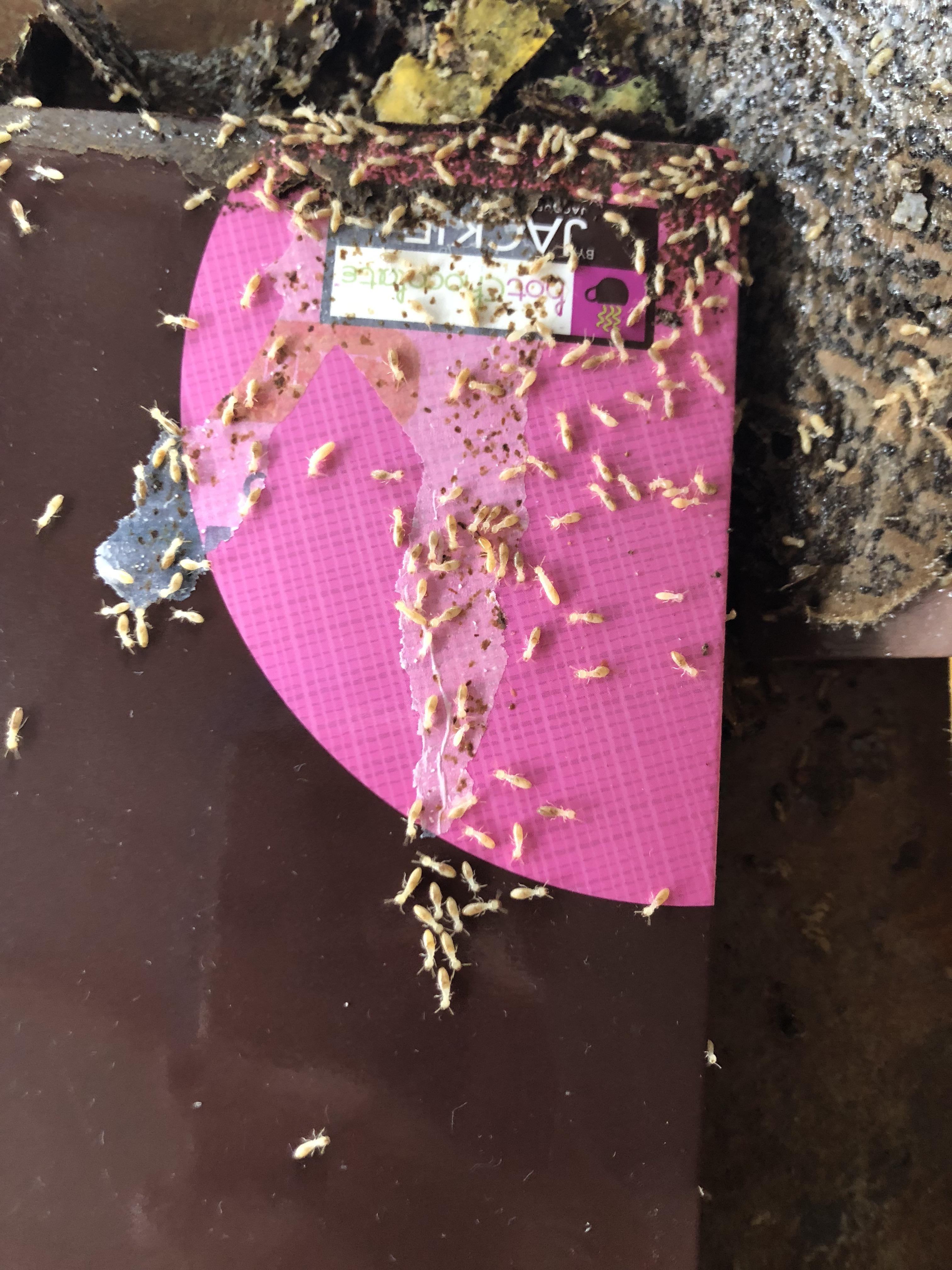 Are these termites? Found in Houston, TX r/whatsthisbug