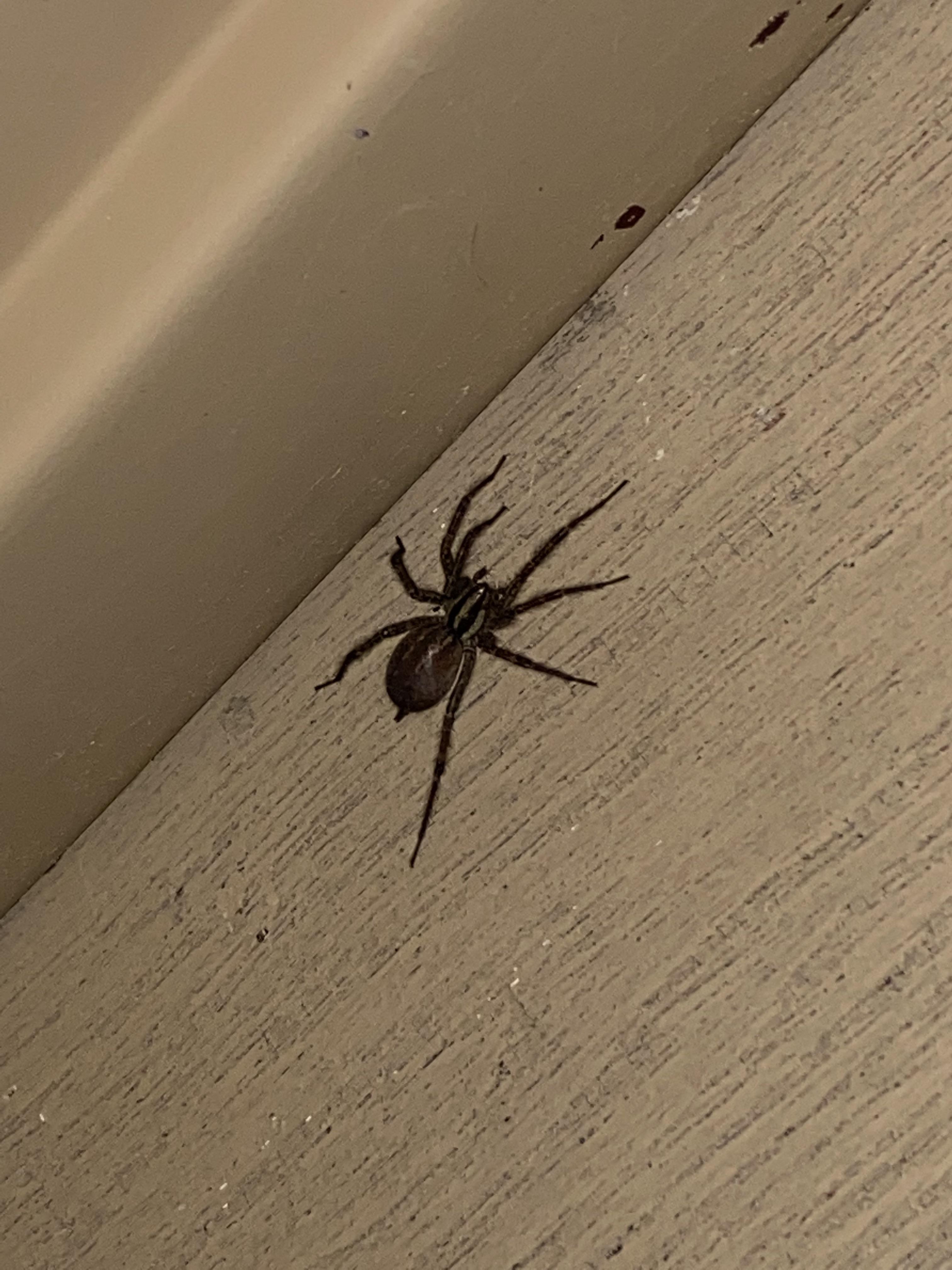 Who can identify this spider ? Kansas City Mo r/spiders