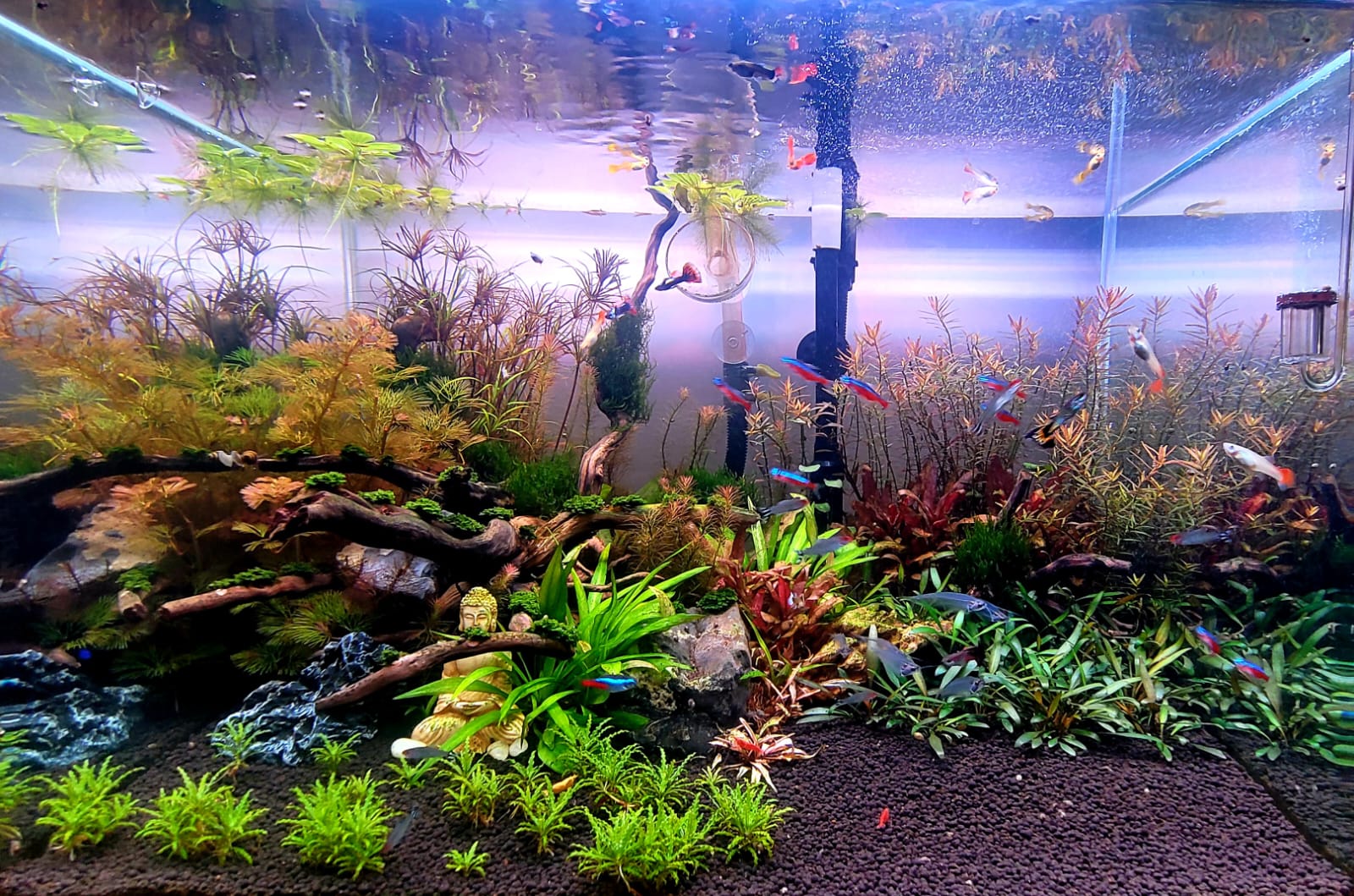 5 years ago, I was handed a bowl and a betta and all I knew was, fish