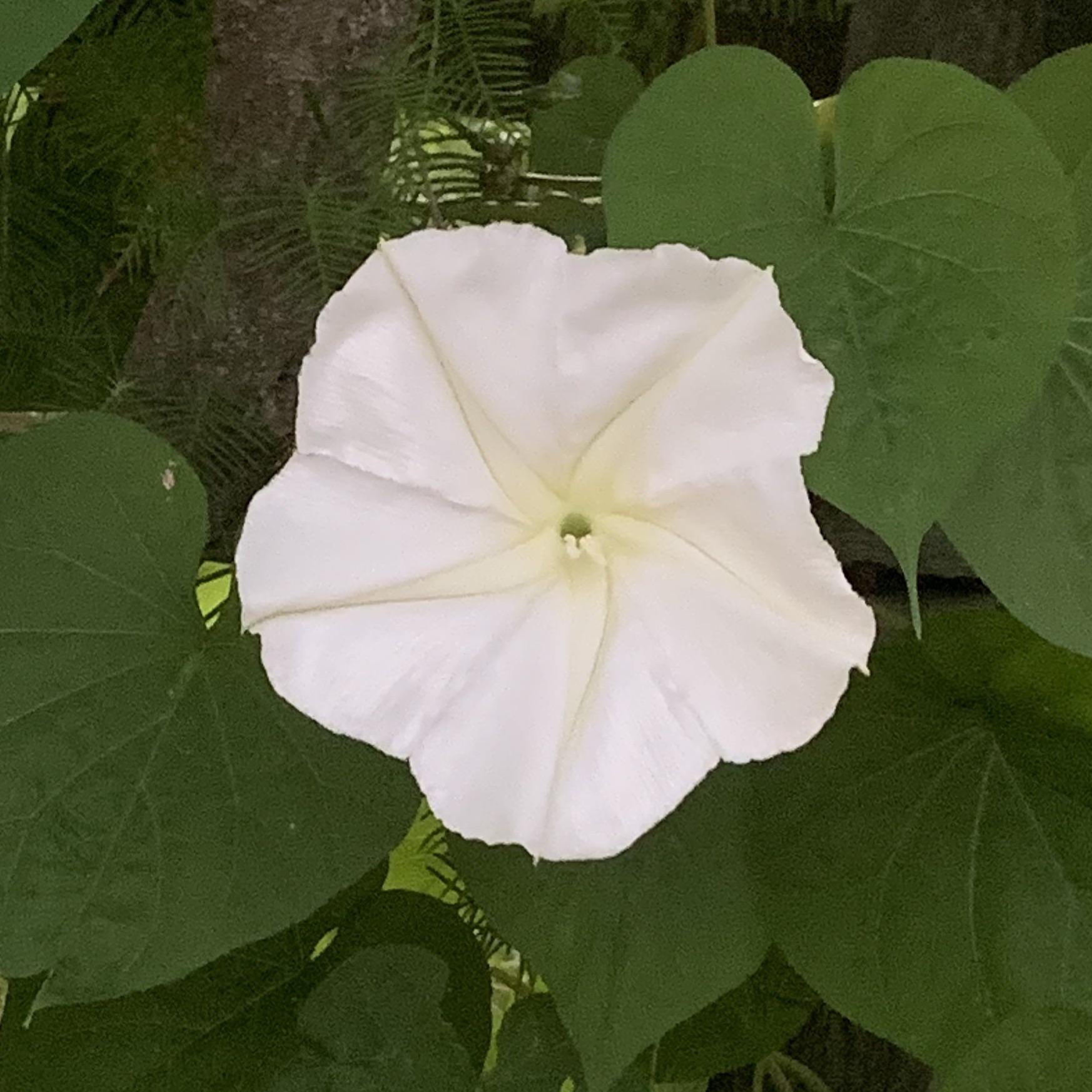 I usually miss these moonflowers blooming, since they bloom at night