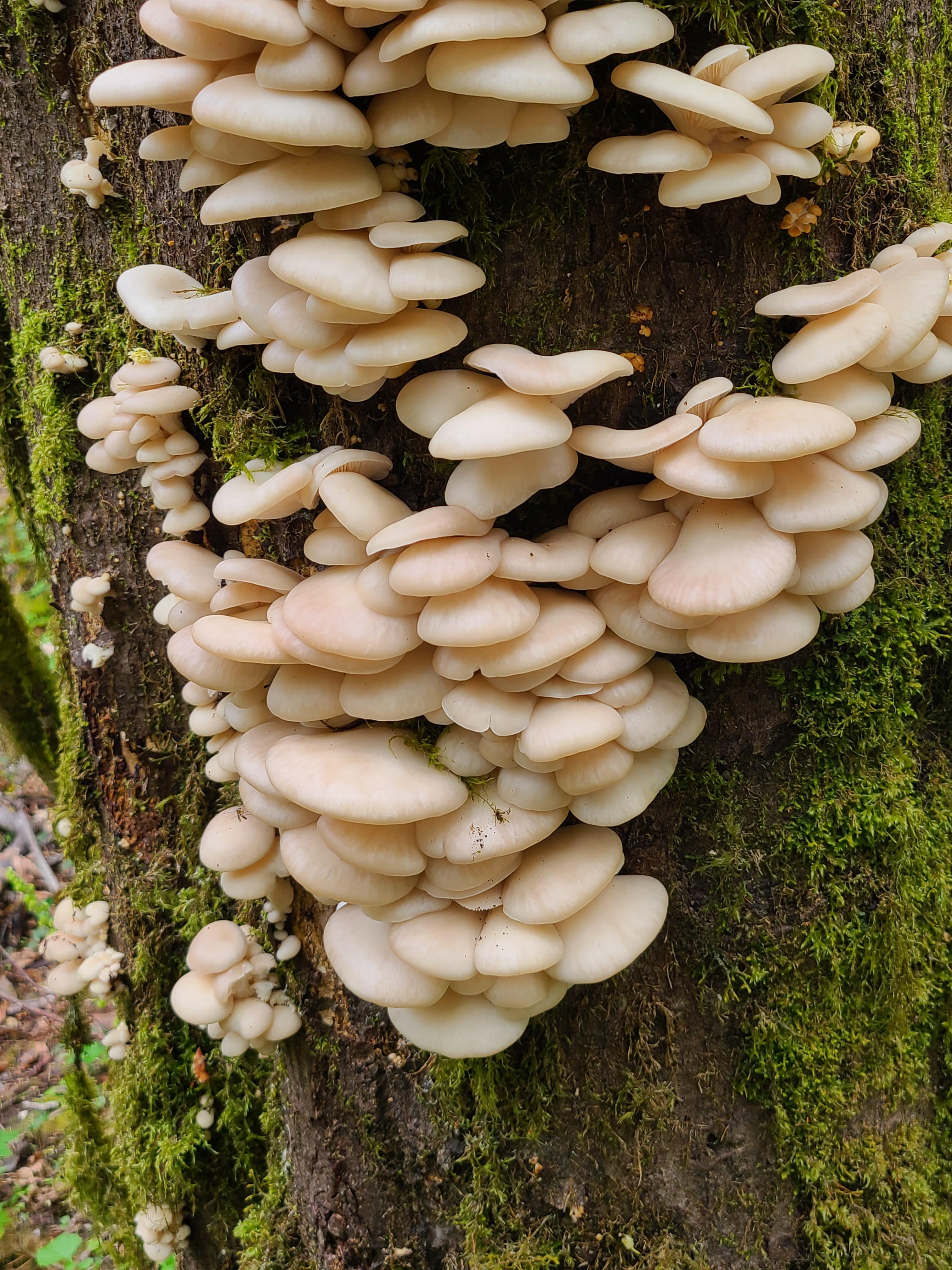 Found growing on trees in Portland, Oregon r/mushroomID