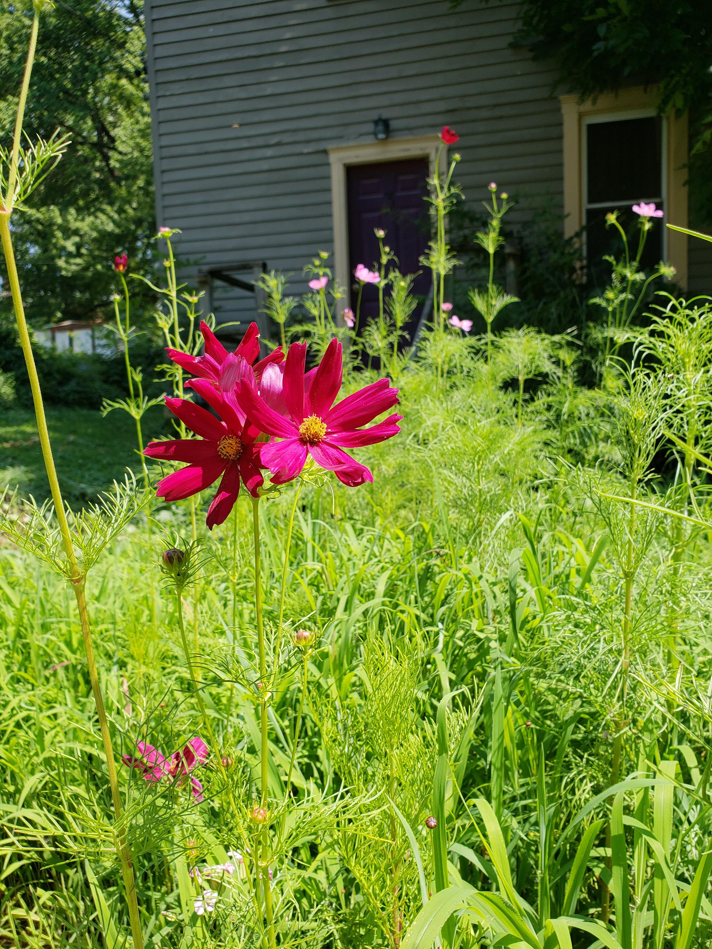 This came from a bag of wildflower seed. What is it? St. Louis, MO zone