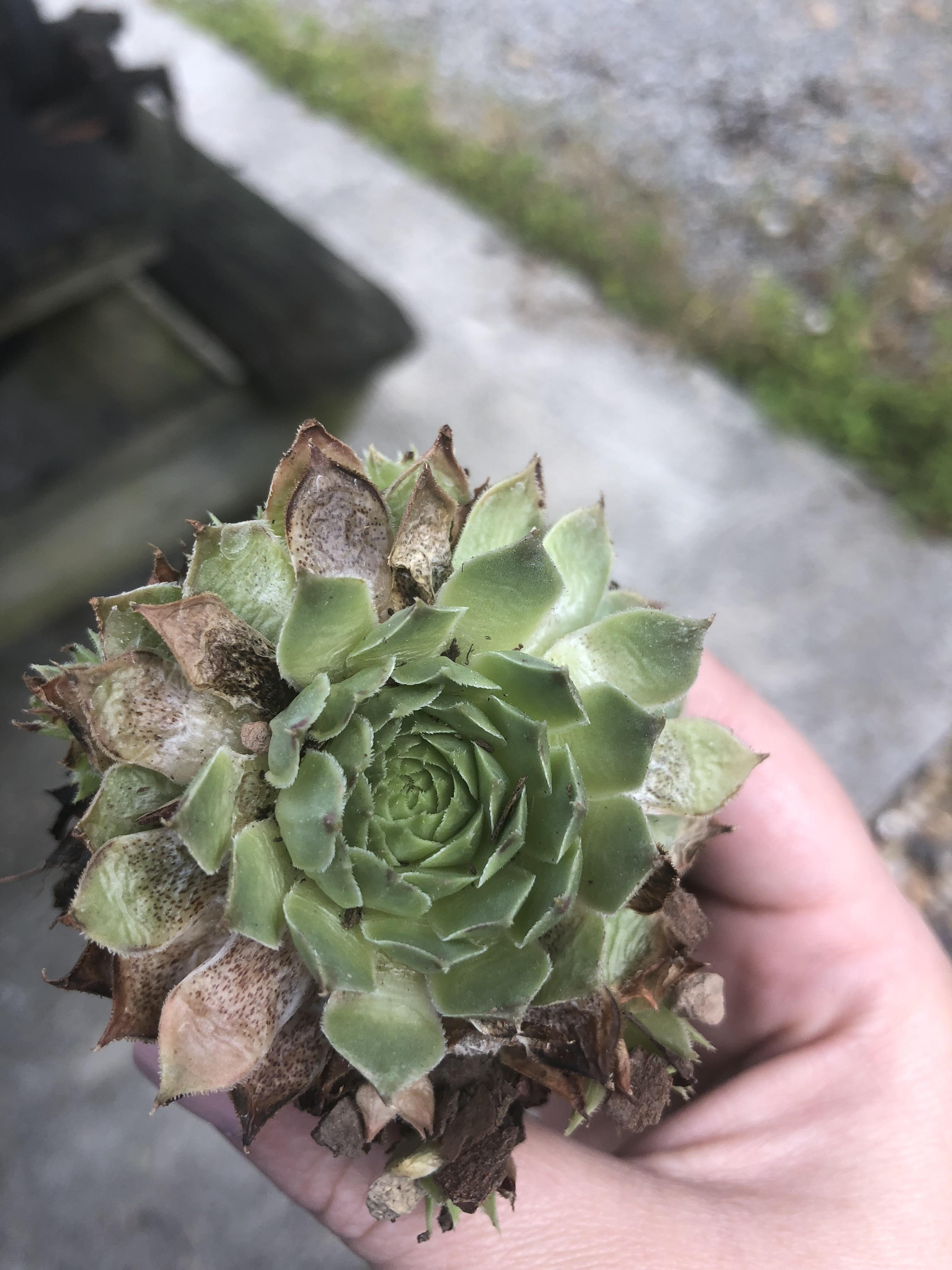 Can someone help me figure out why my sempervivums keep