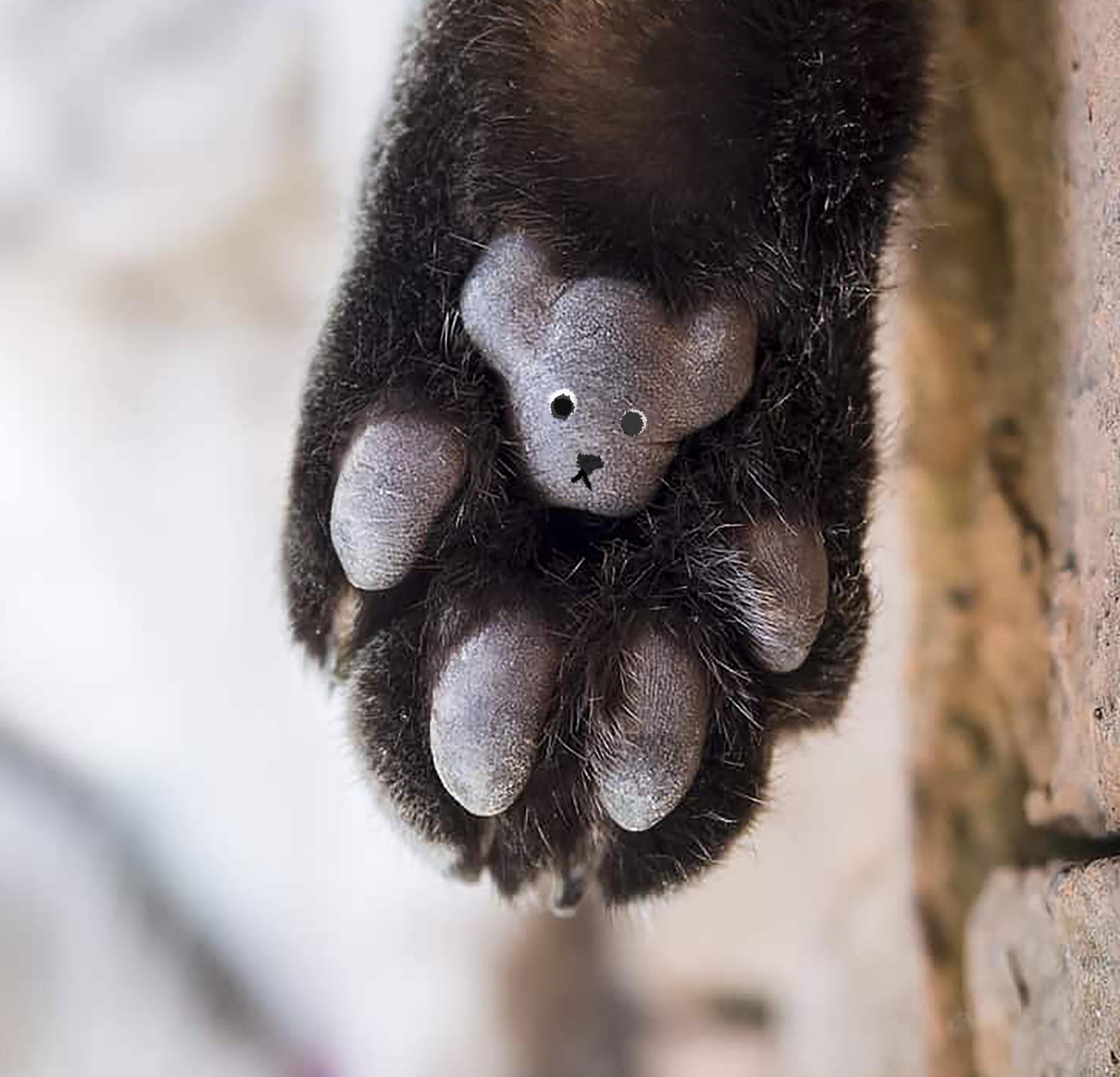 REMINDER Every cat's back foot contains a hidden teddy bear r/toebeans