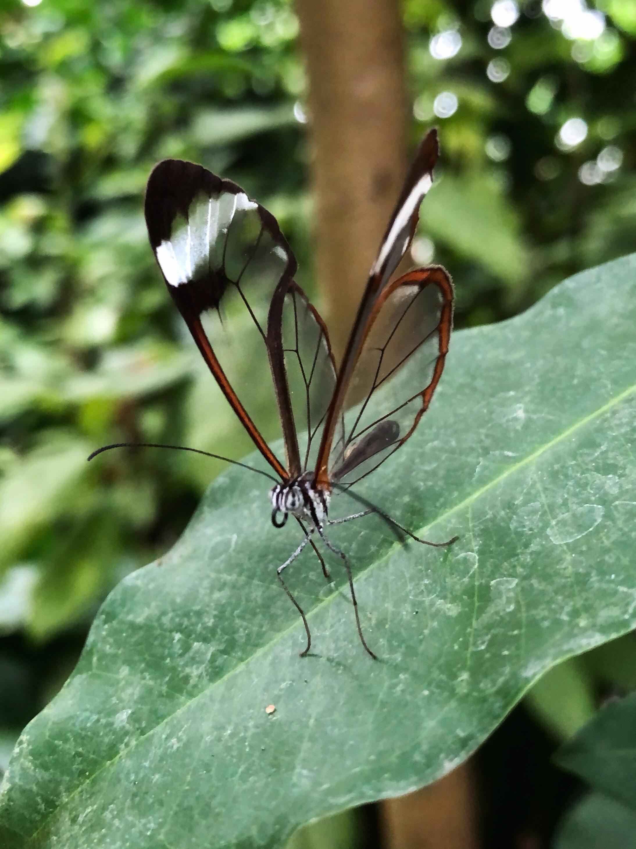 Glasswing butterfly r/naturephotography