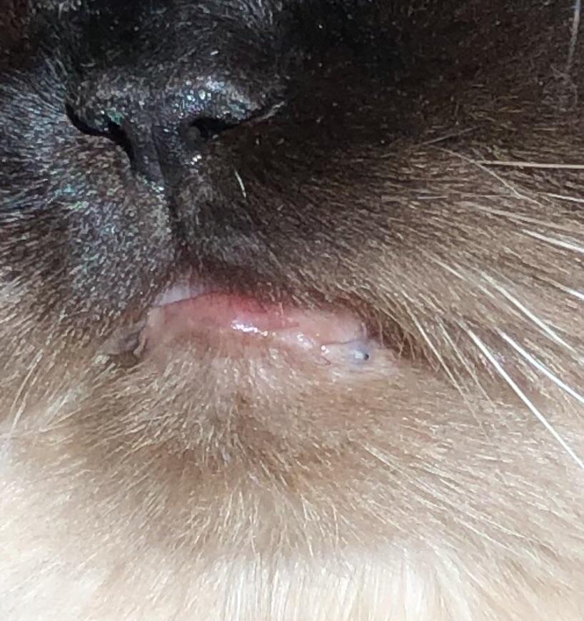 Discovered my cat has feline acne! r/popping