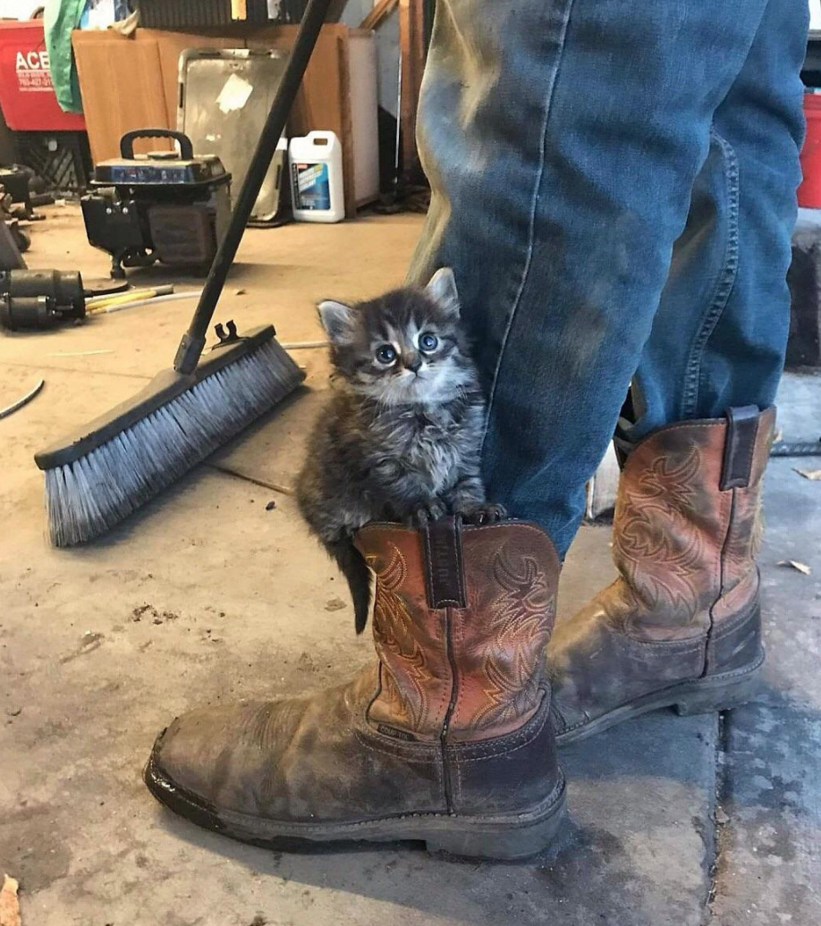 Always carry a boot kitten r/aww